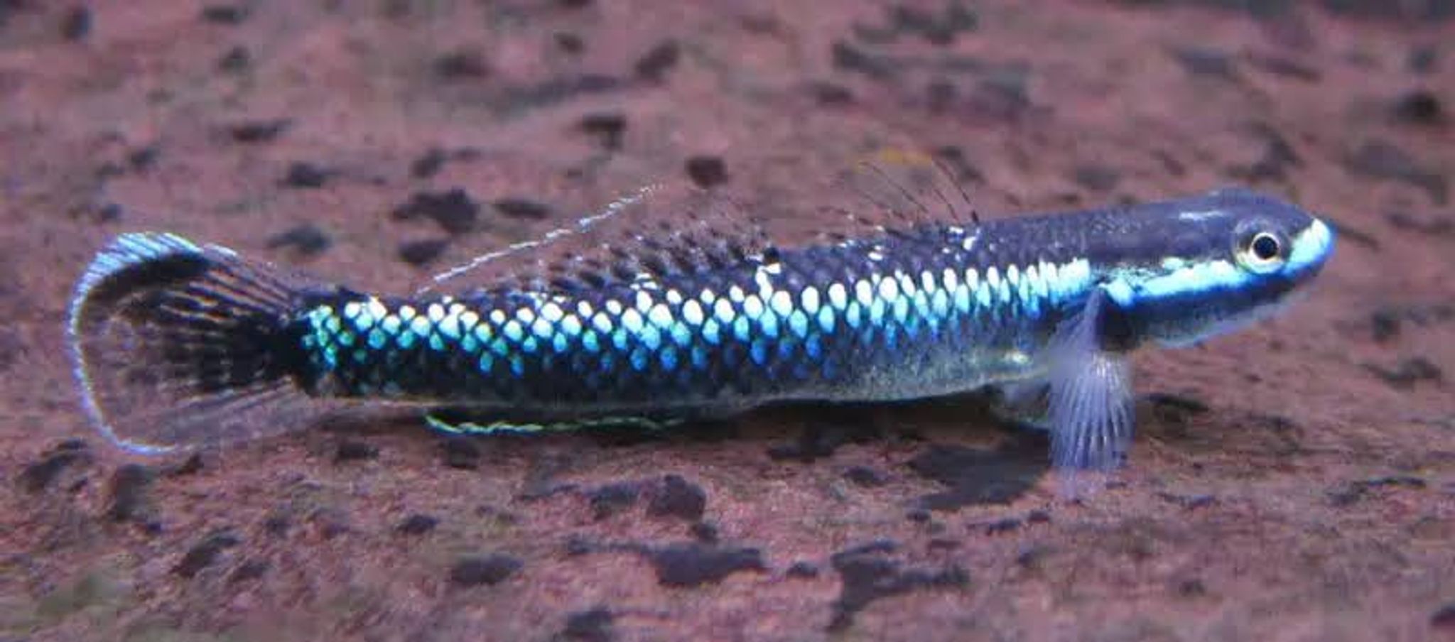 Neon Blue Goby