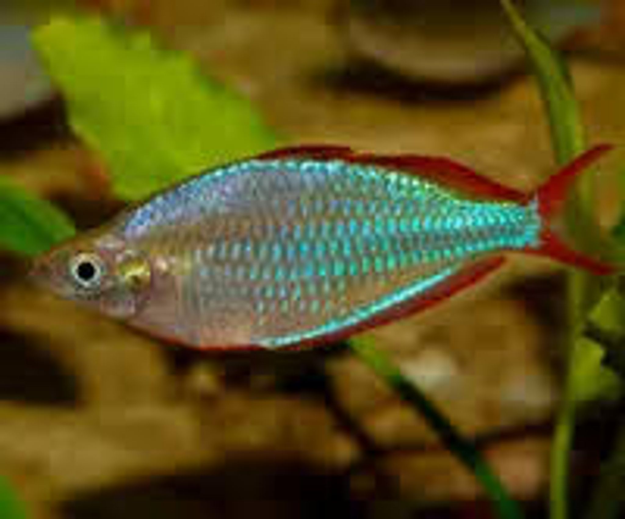 Neon Dwarf Rainbow ML