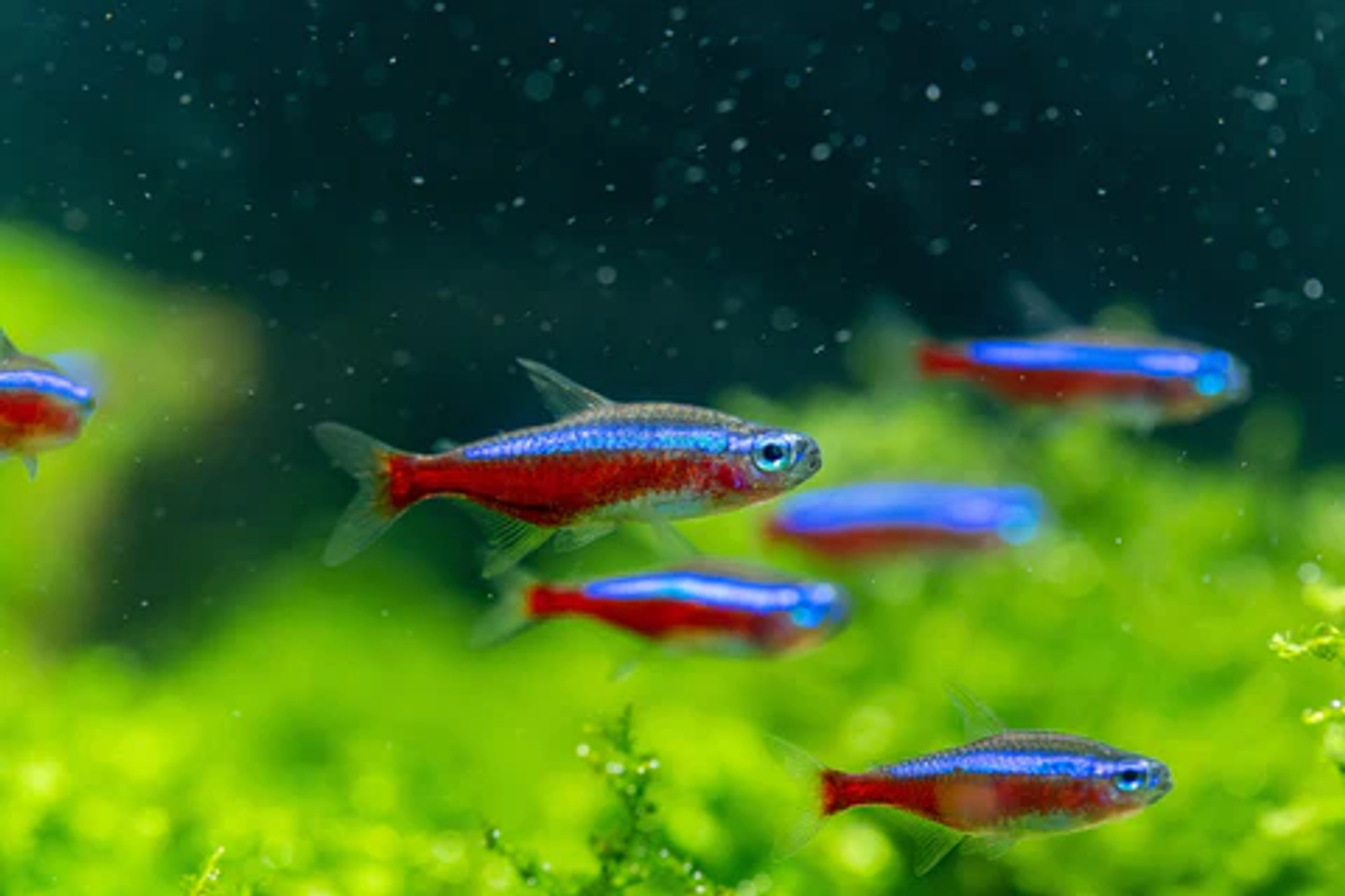 Neon Tetra x 10pcs