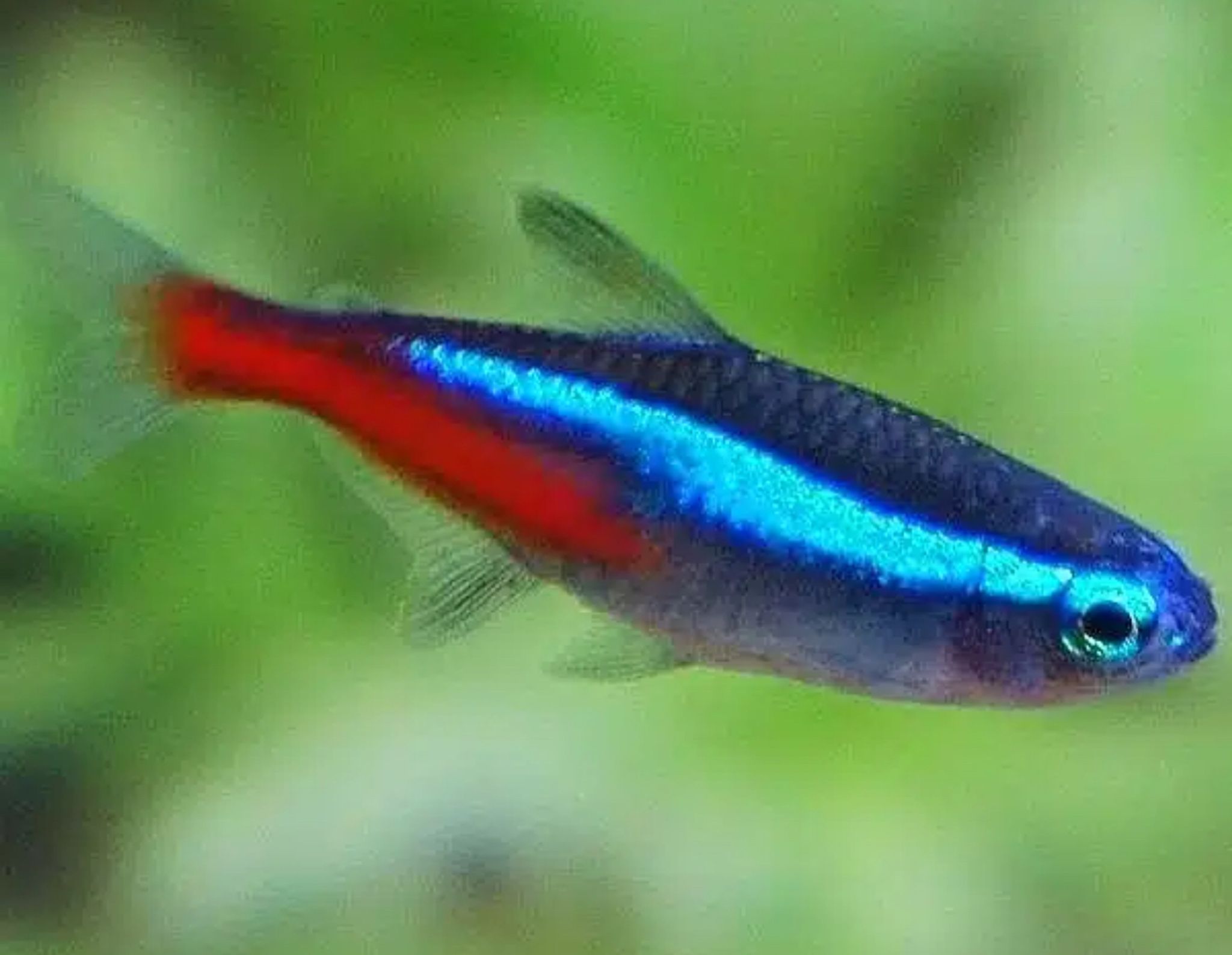 Neon Tetra