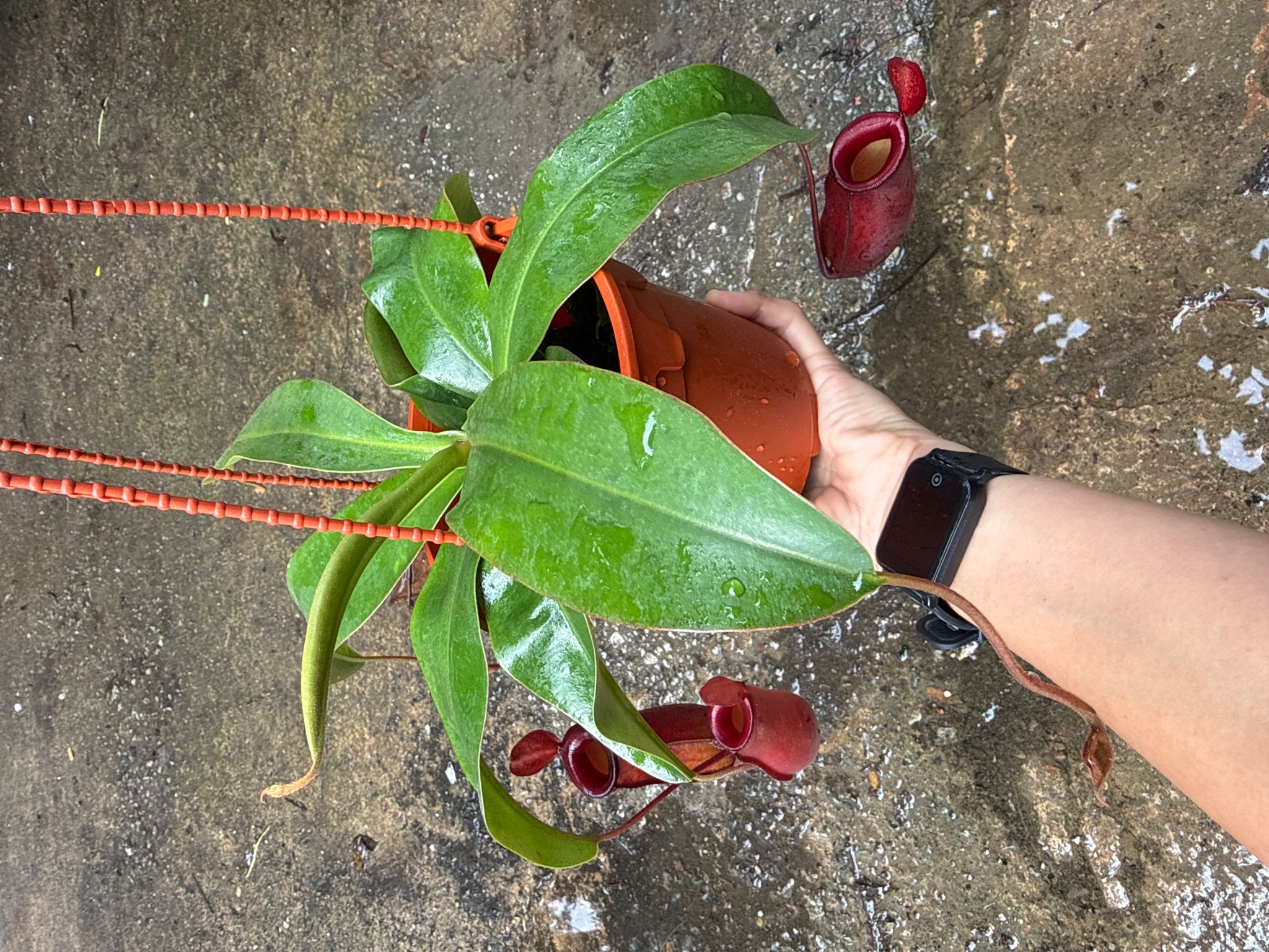 Nepenthes Bloody Mary pitcher plant