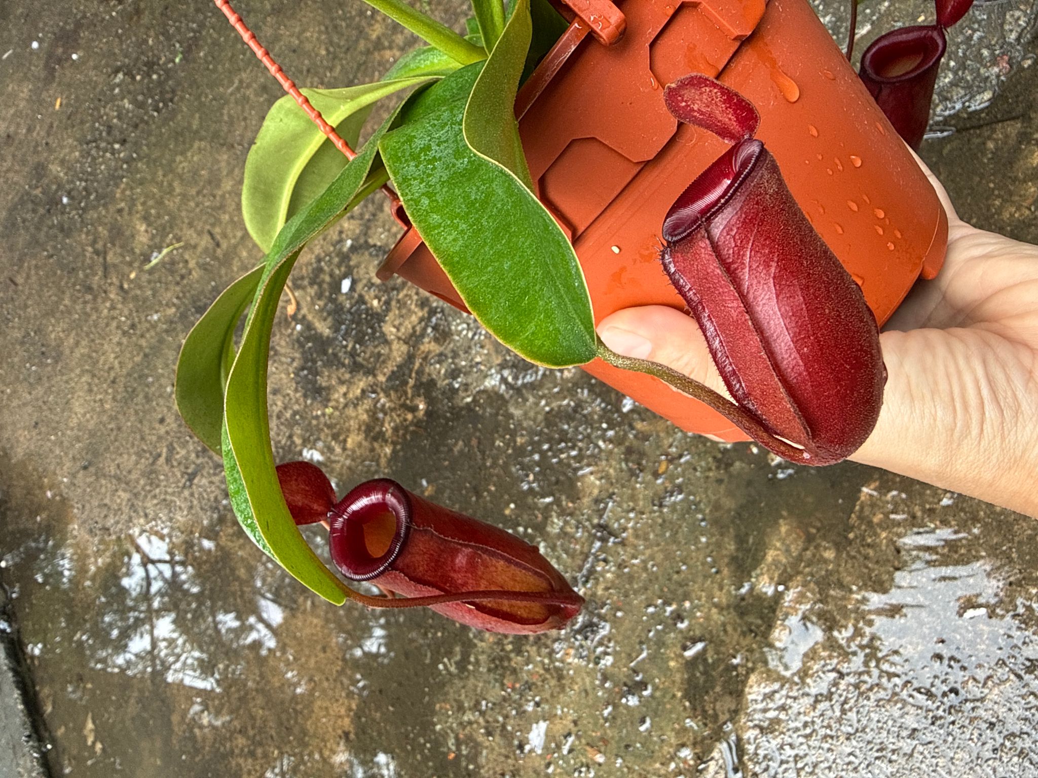Nepenthes Bloody Mary pitcher plant