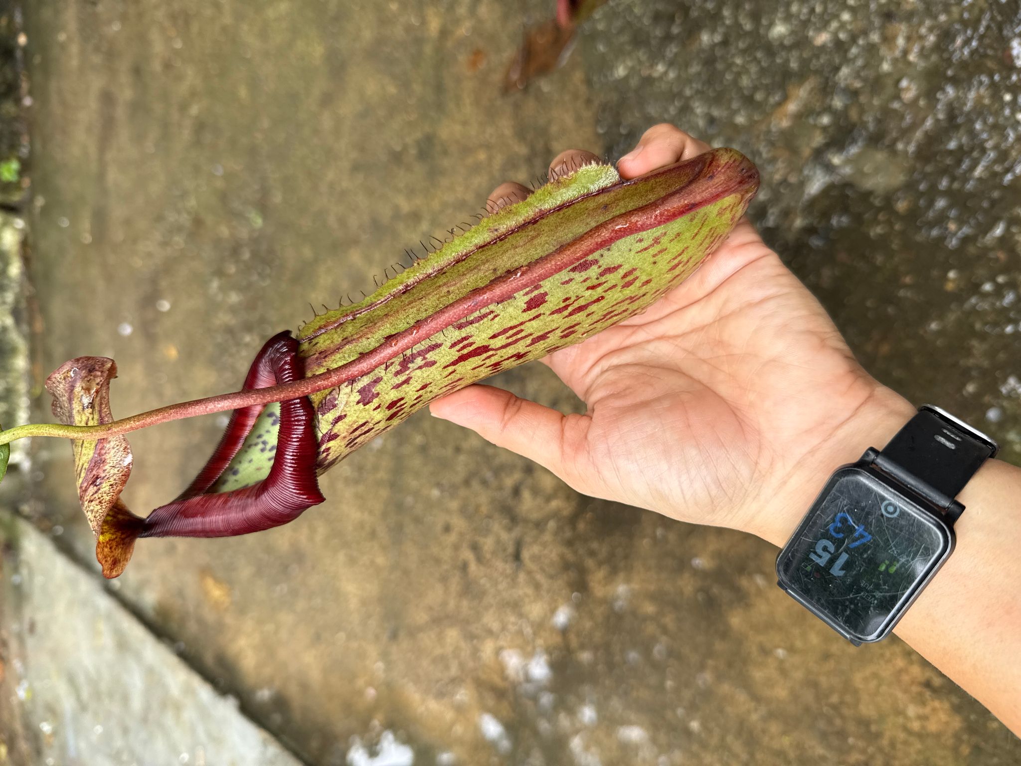 Nepenthes Miranda pitcher plant