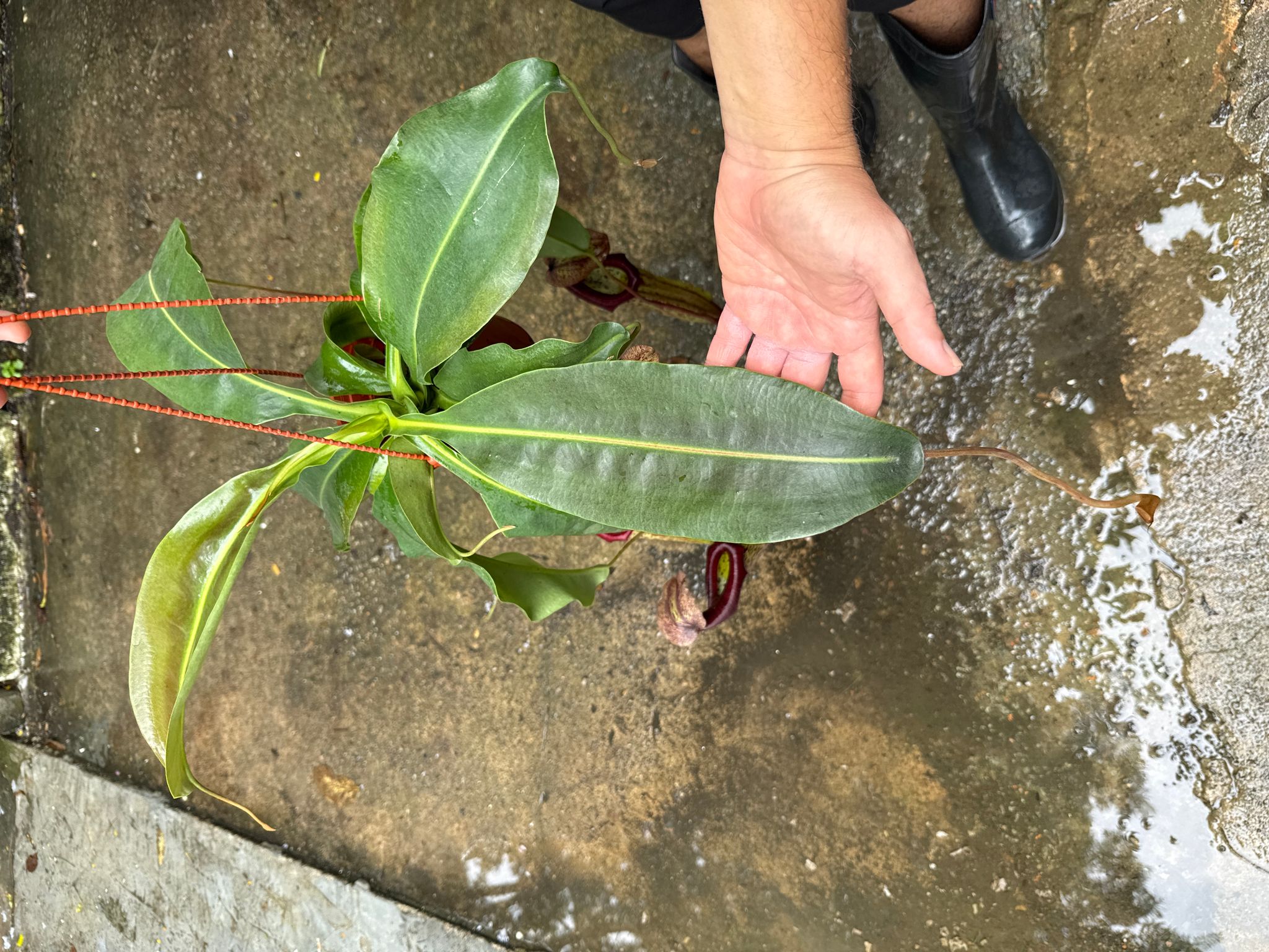 Nepenthes Miranda pitcher plant