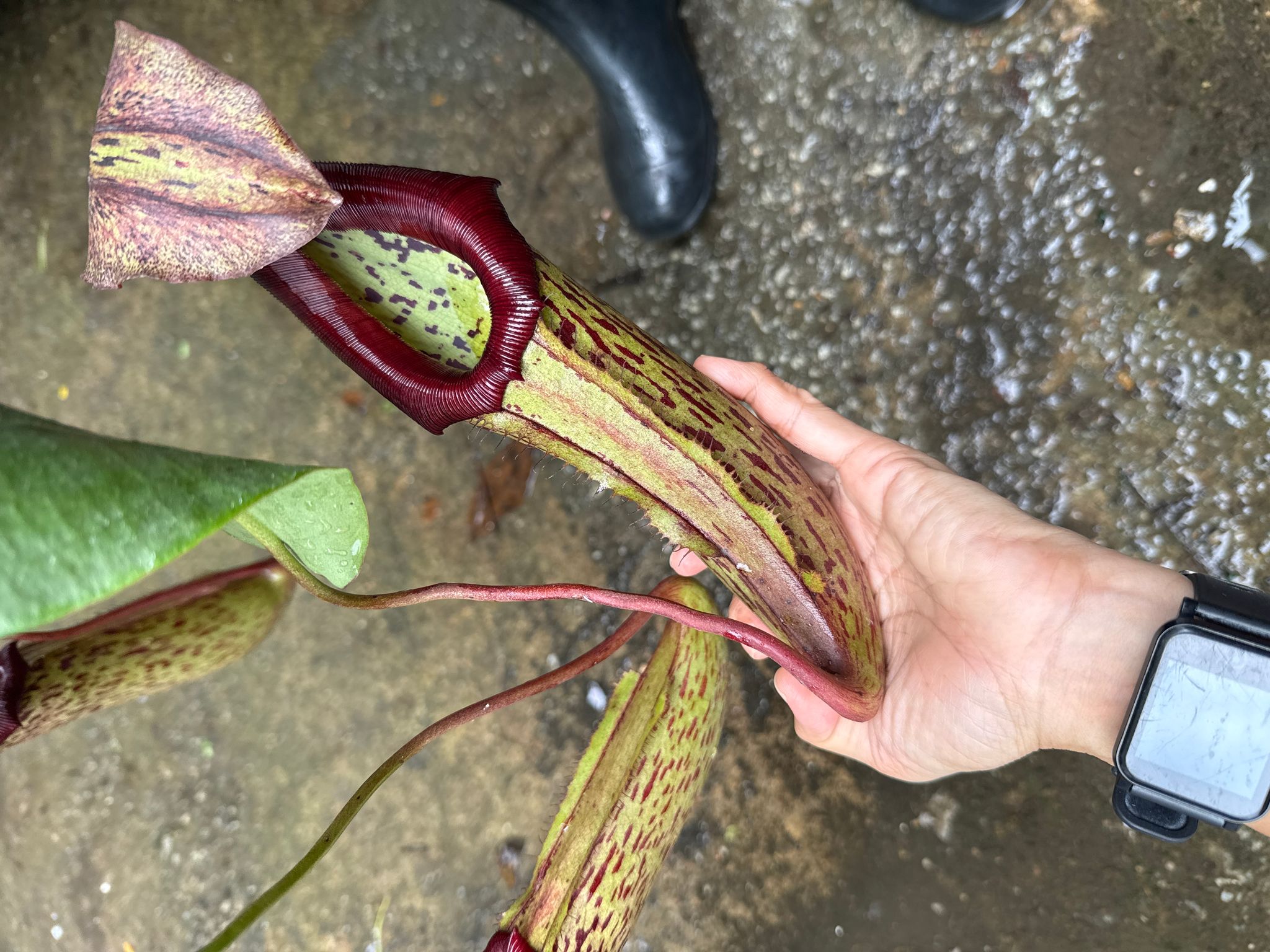 Nepenthes Miranda pitcher plant