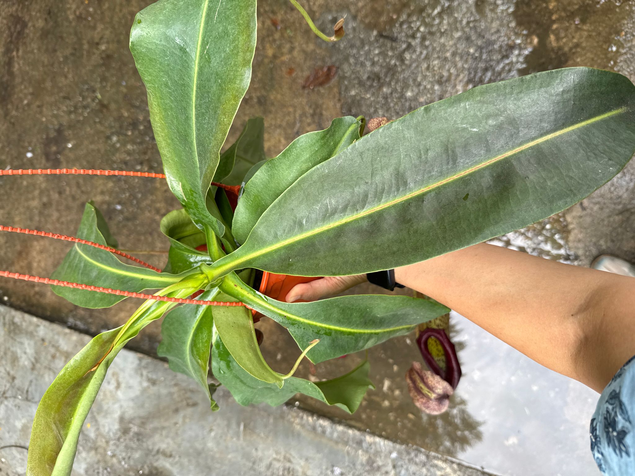 Nepenthes Miranda pitcher plant