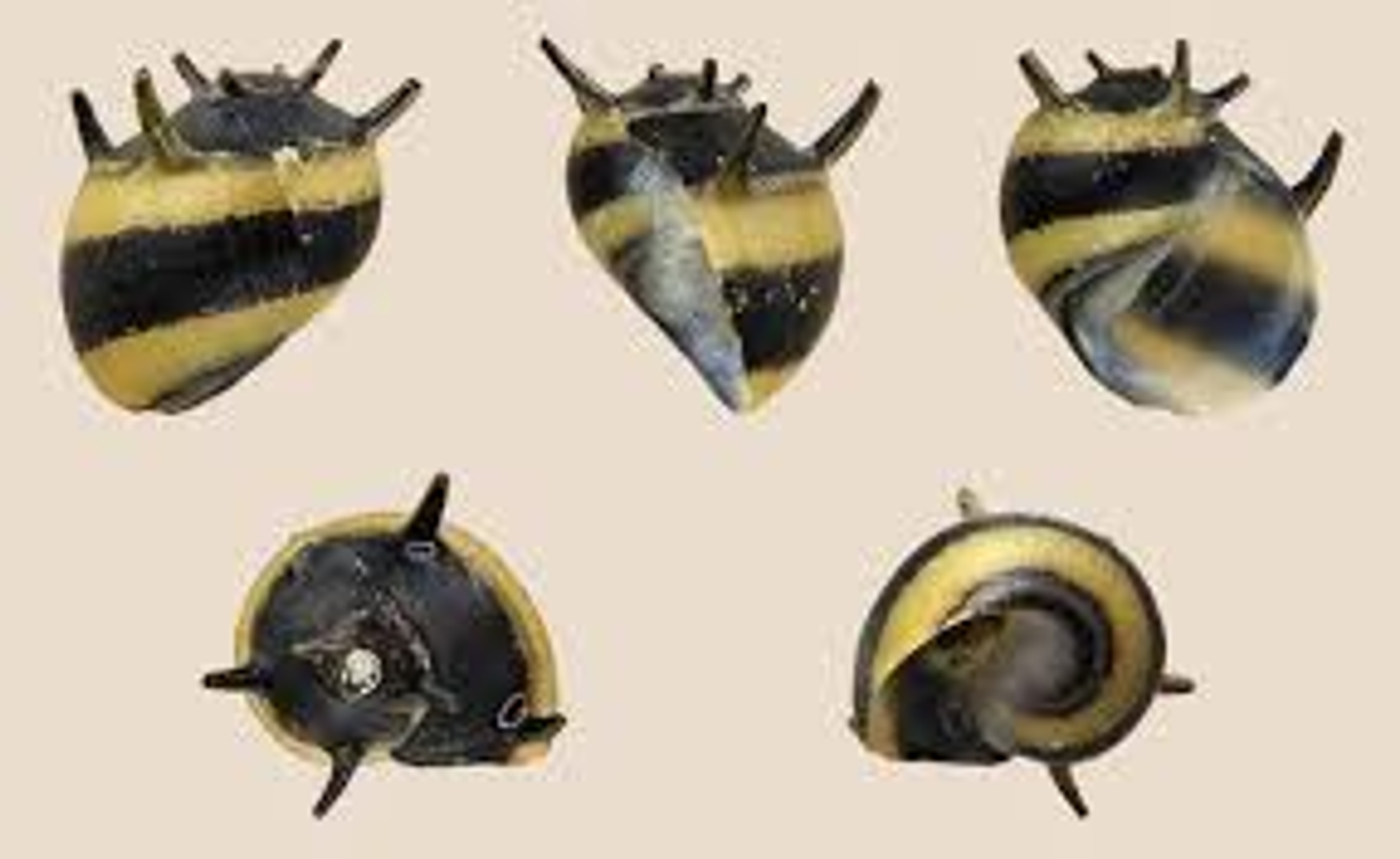 Nerite Horned Snail
