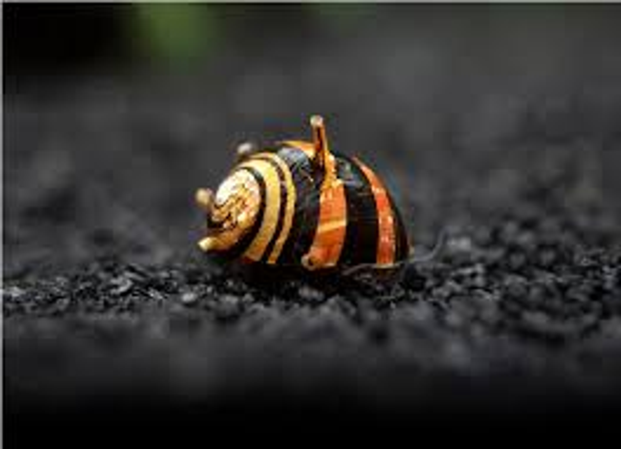 Nerite Horned Snail