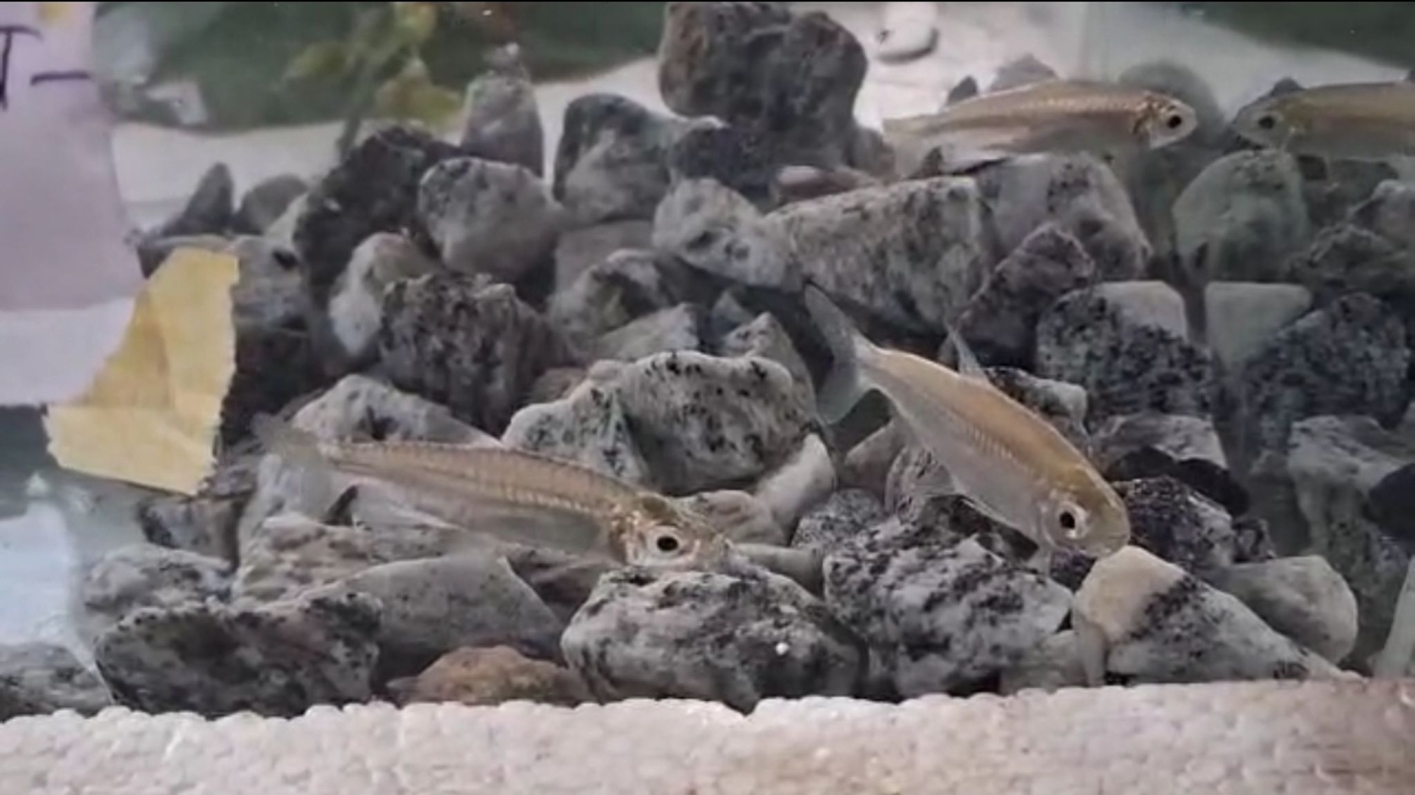 Nigerian "Congo" Tetra (Phenacogrammus interruptus)