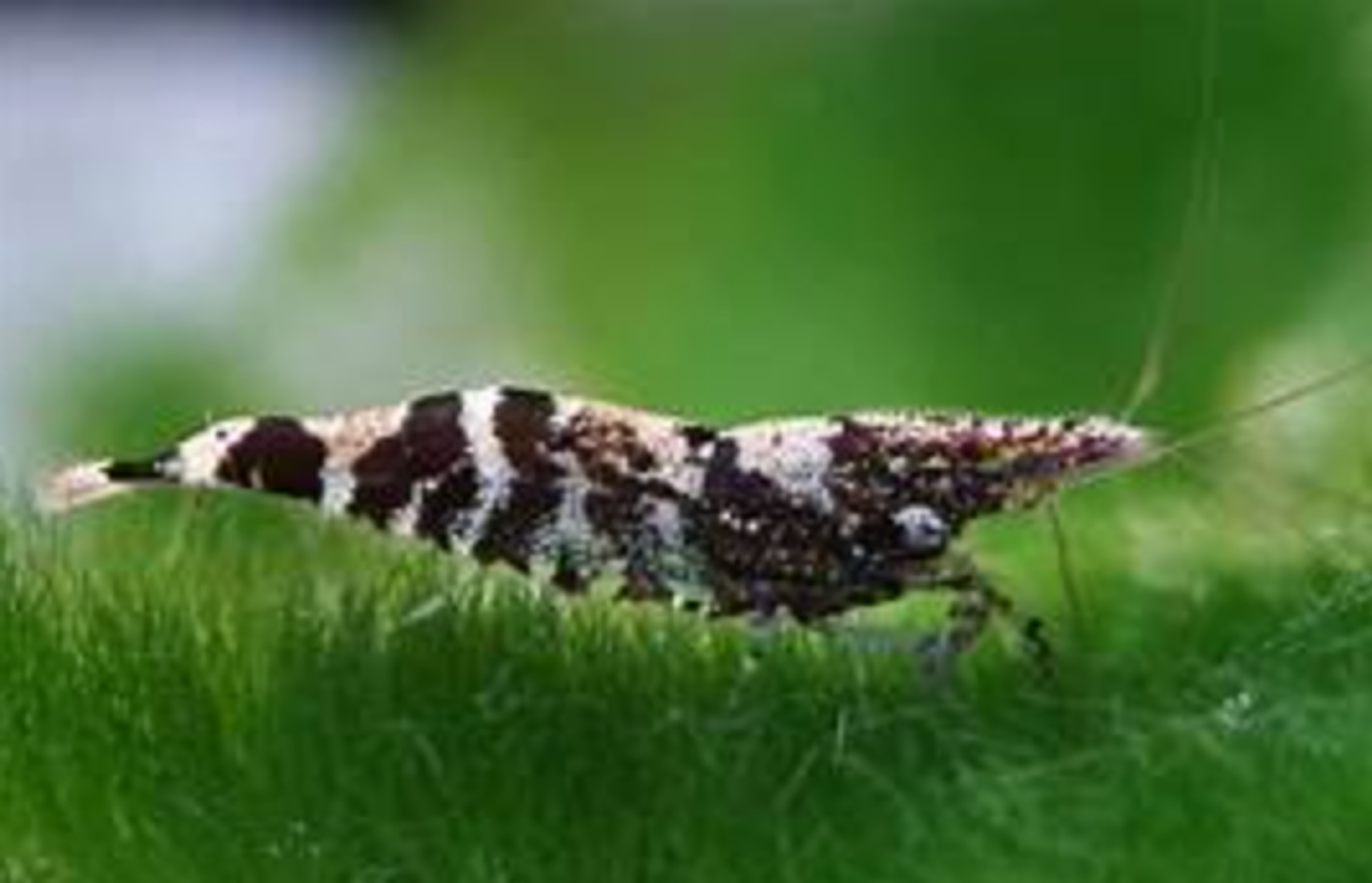 Ninja Batik Shrimp