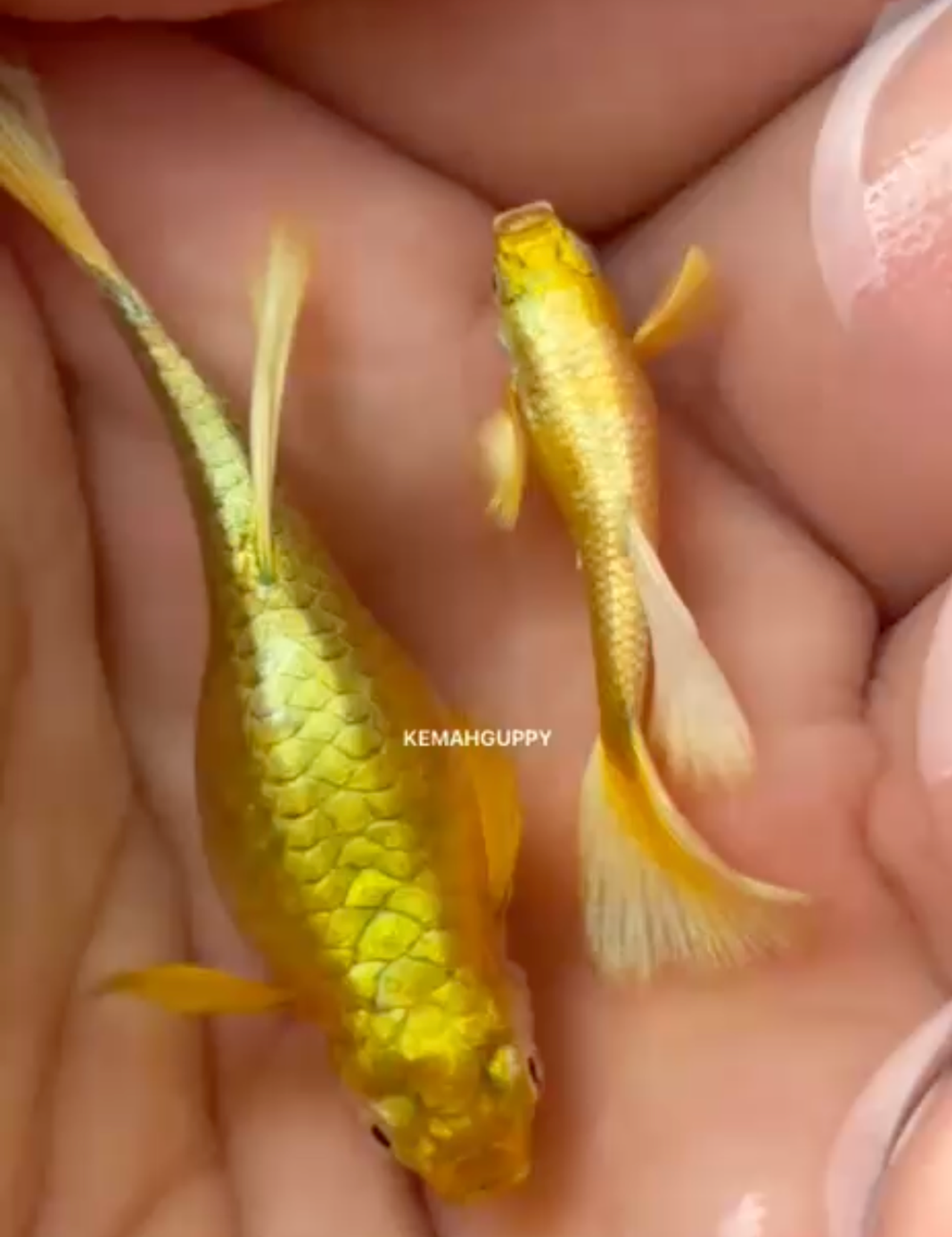 GUPPY FULL GOLD