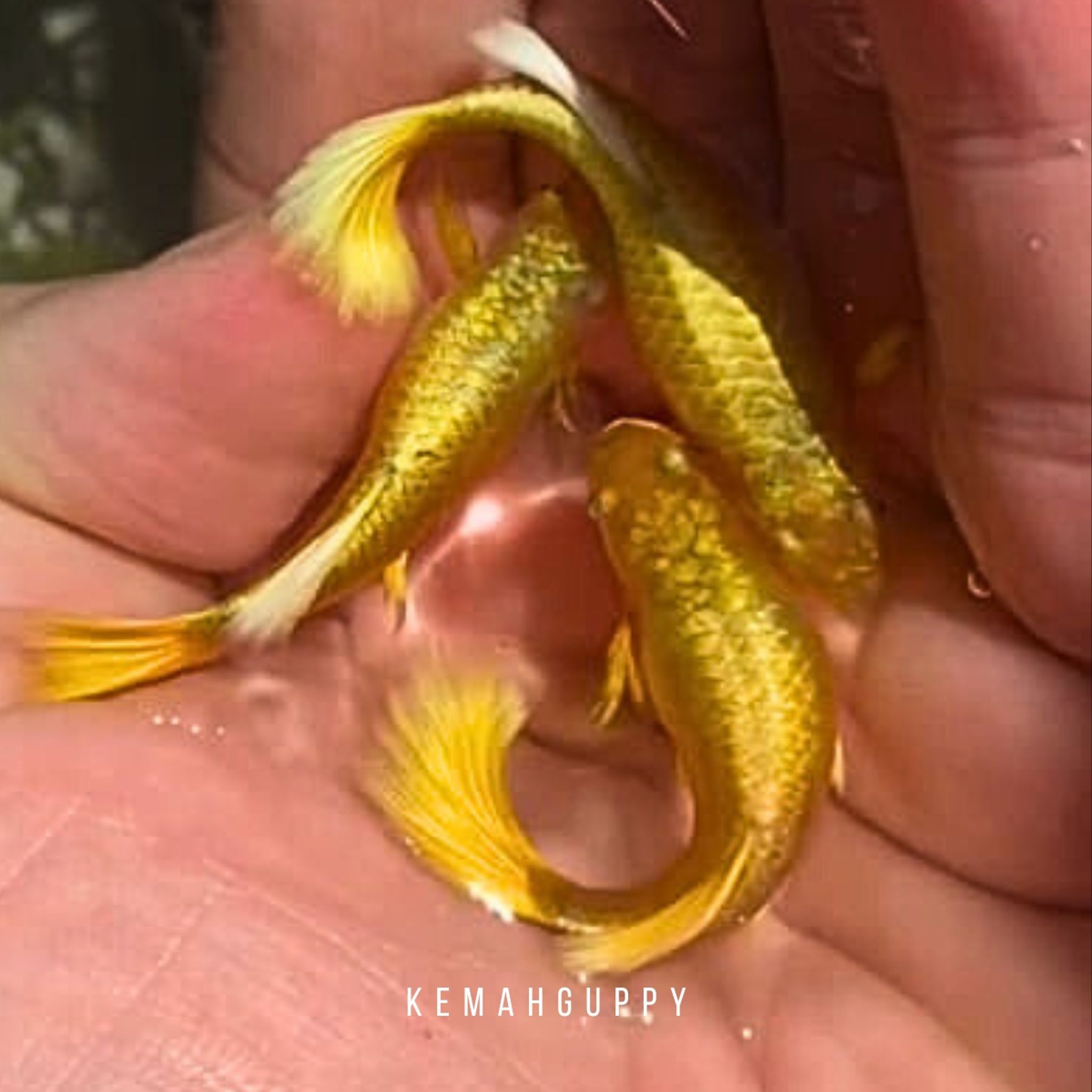 GUPPY FULL GOLD