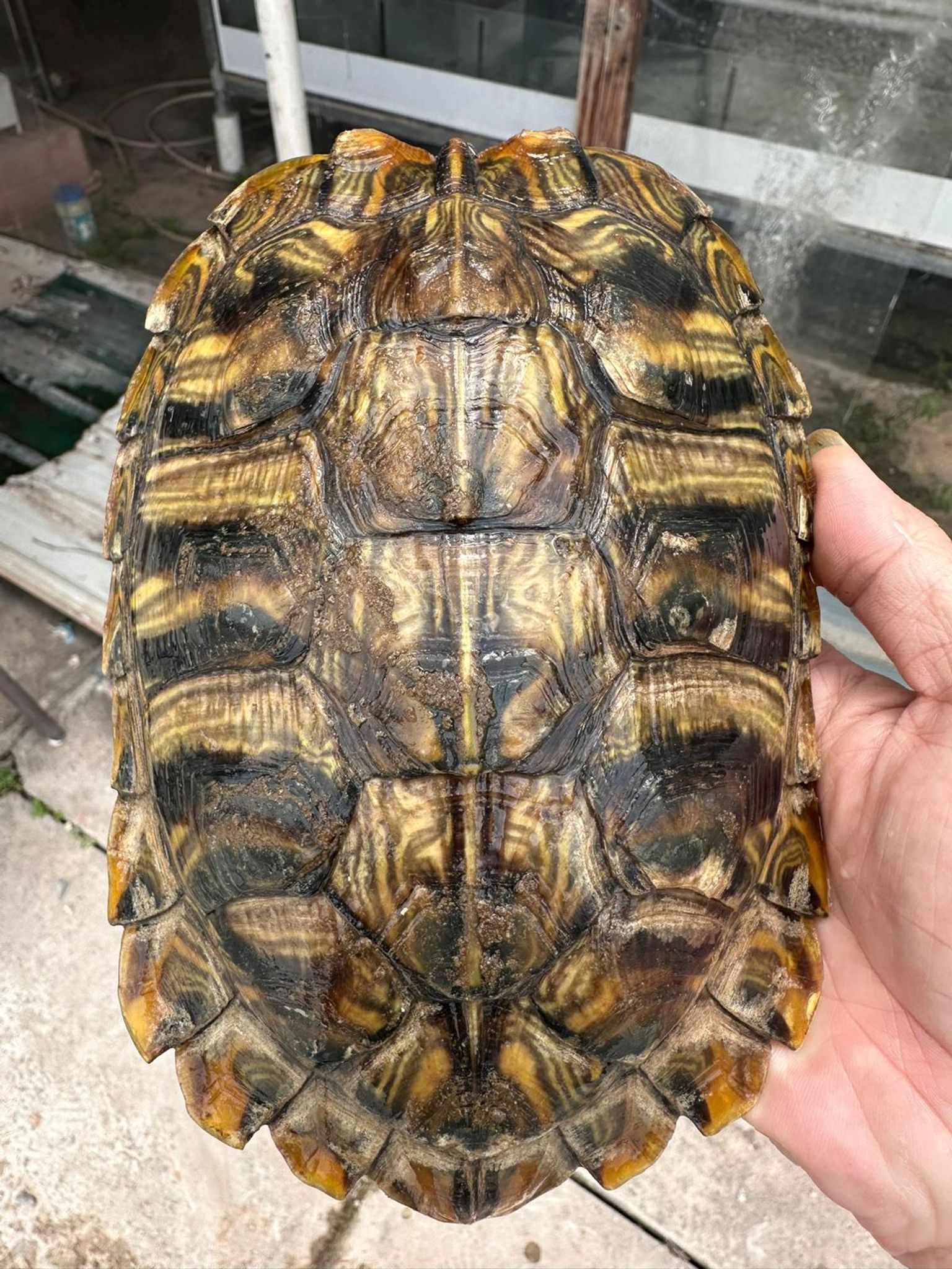 Normal Red Ear Slider Turtles