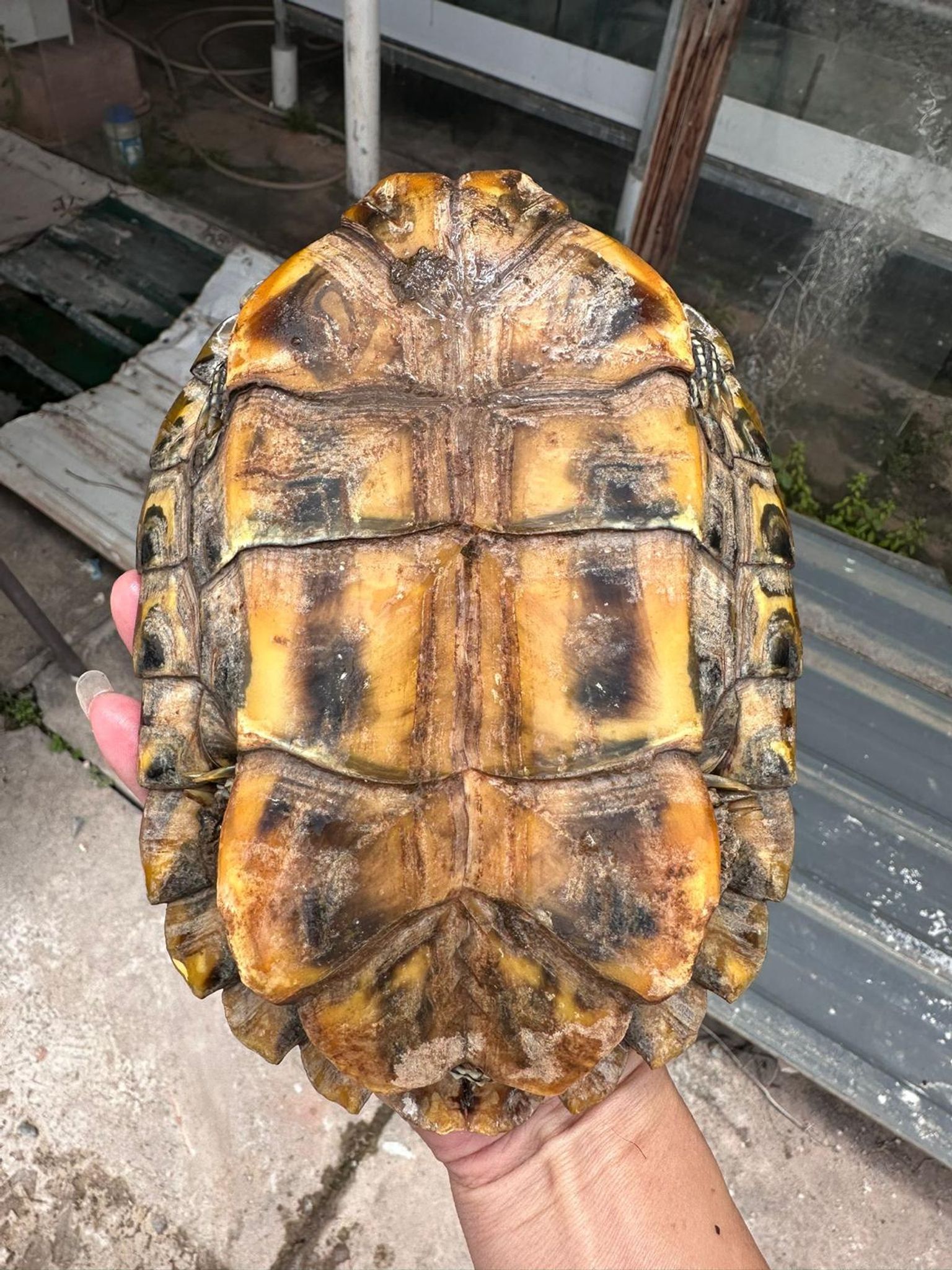 Normal Red Ear Slider Turtles
