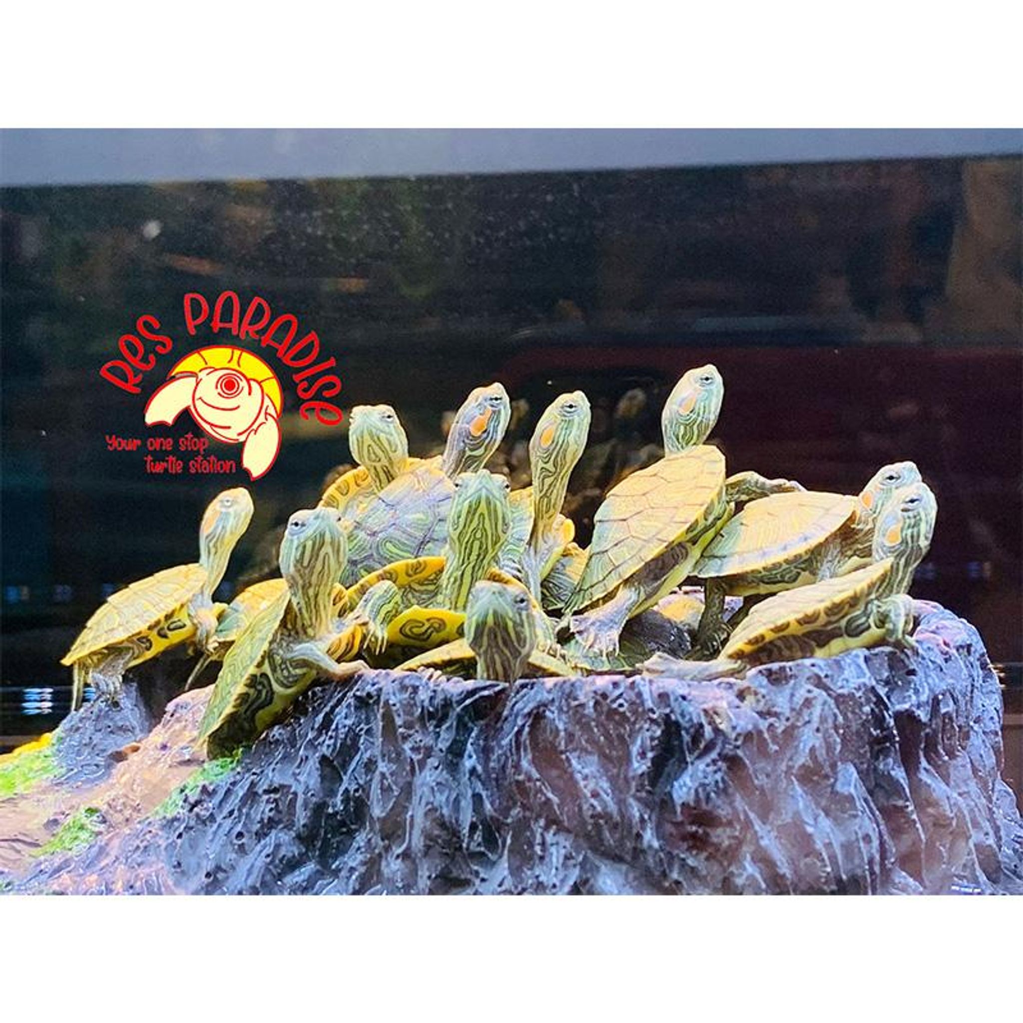 Normal Red Ear Slider Turtles