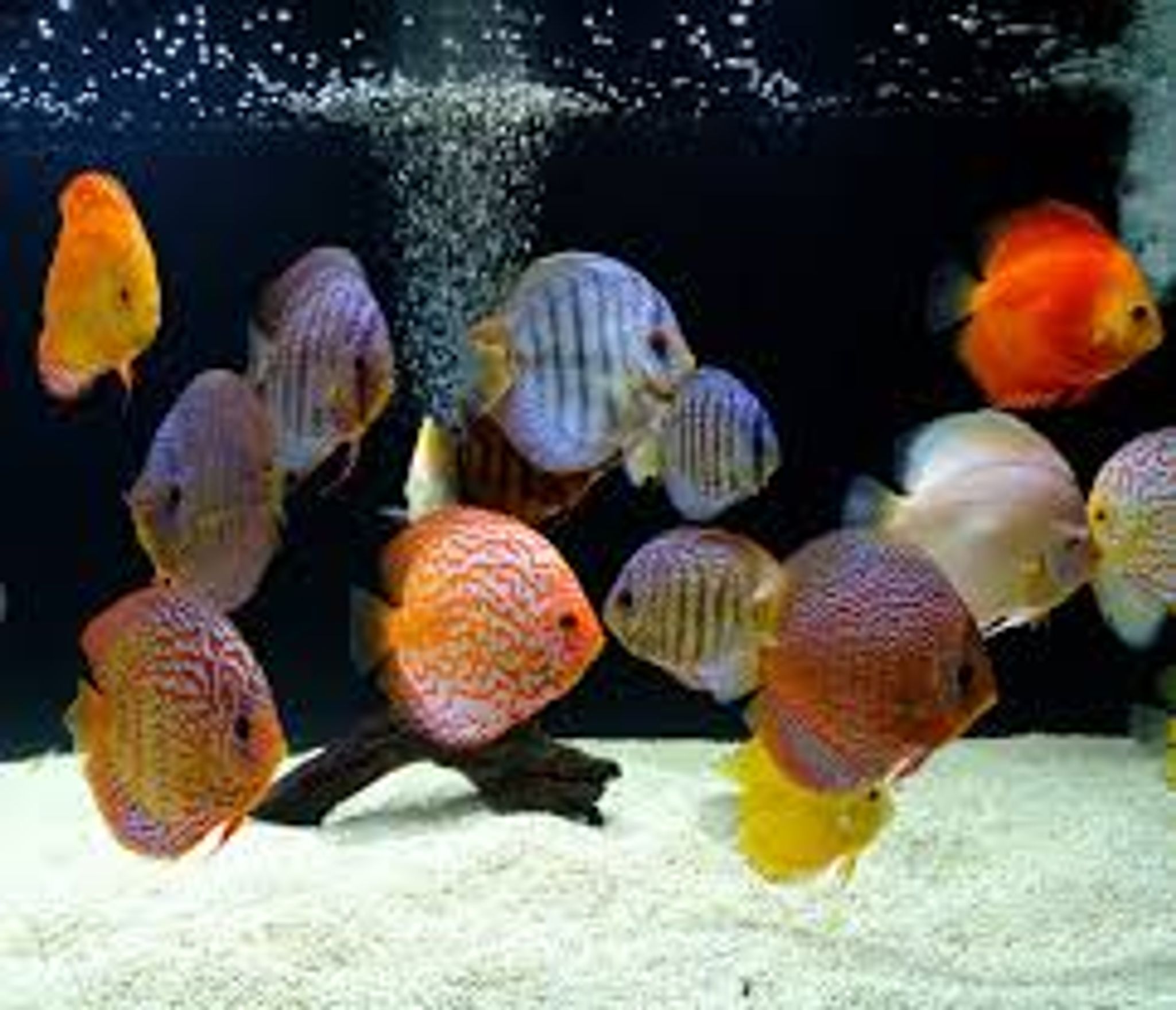 Normal assorted discus (DD-1262)