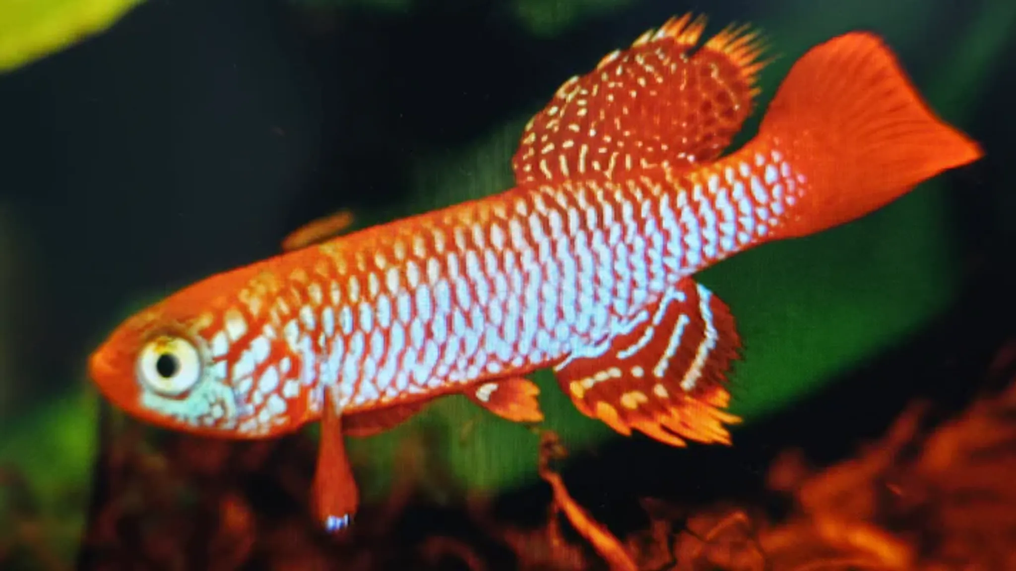 Nothobranchius kisaki 3-4cm