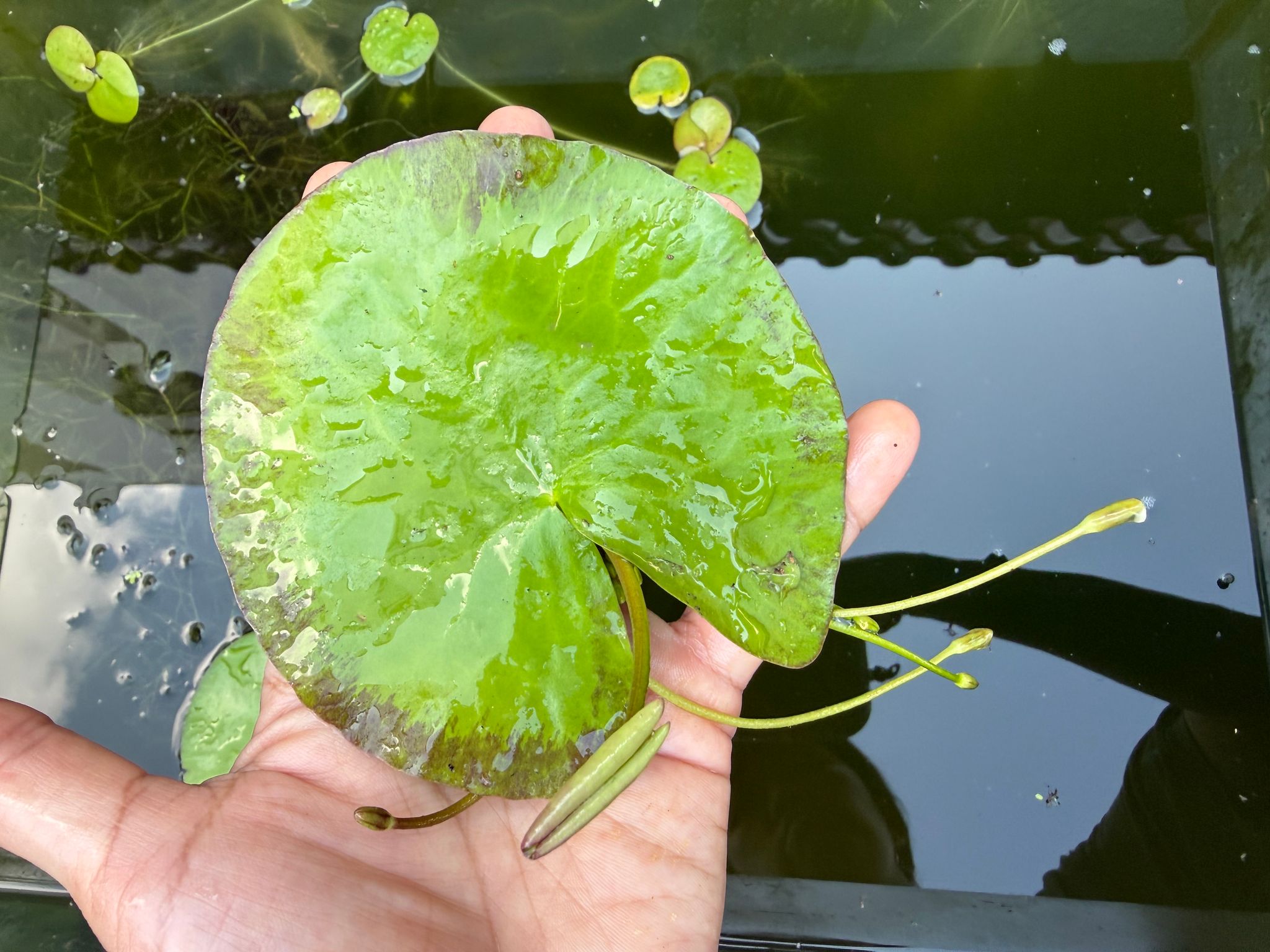 Nymphoides Indica 一叶莲