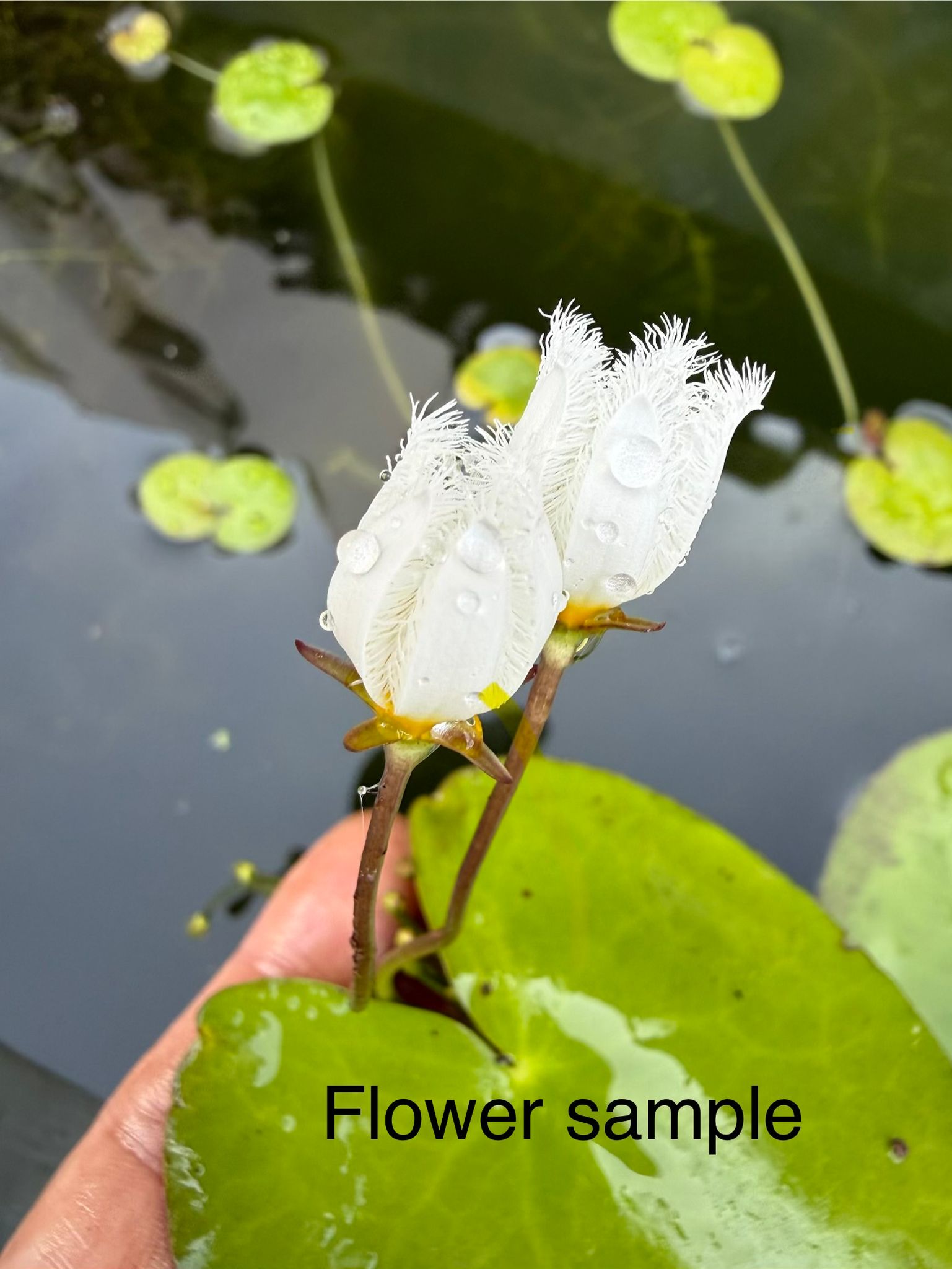 Nymphoides Indica 一叶莲