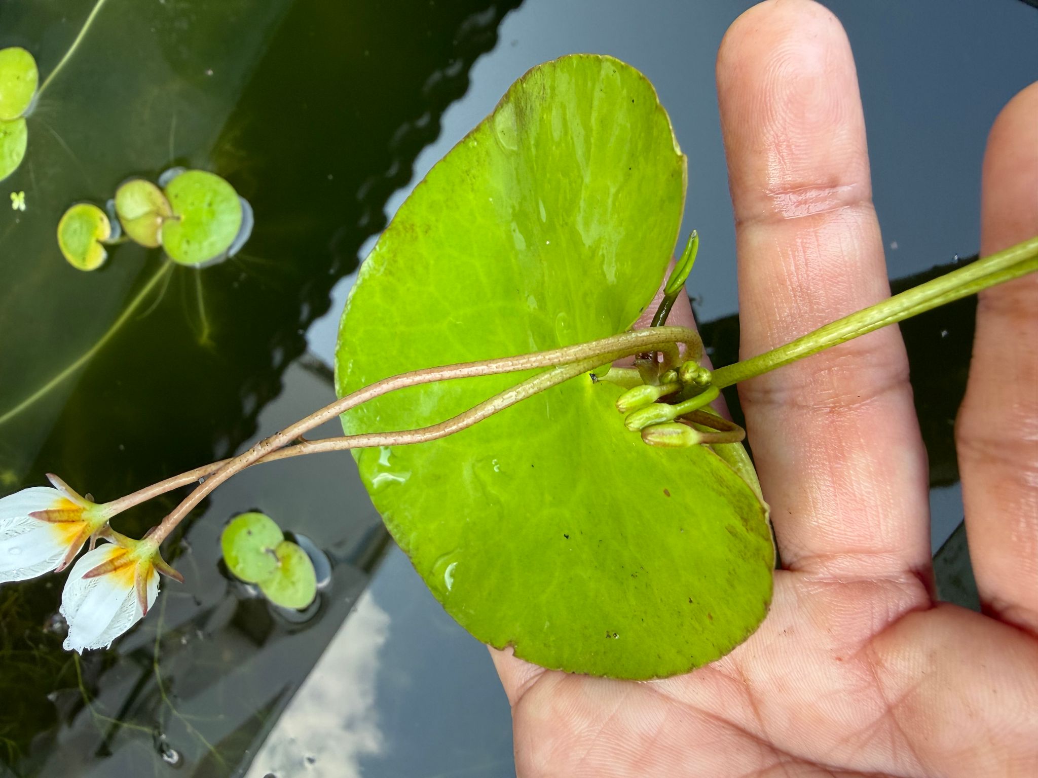 Nymphoides Indica 一叶莲