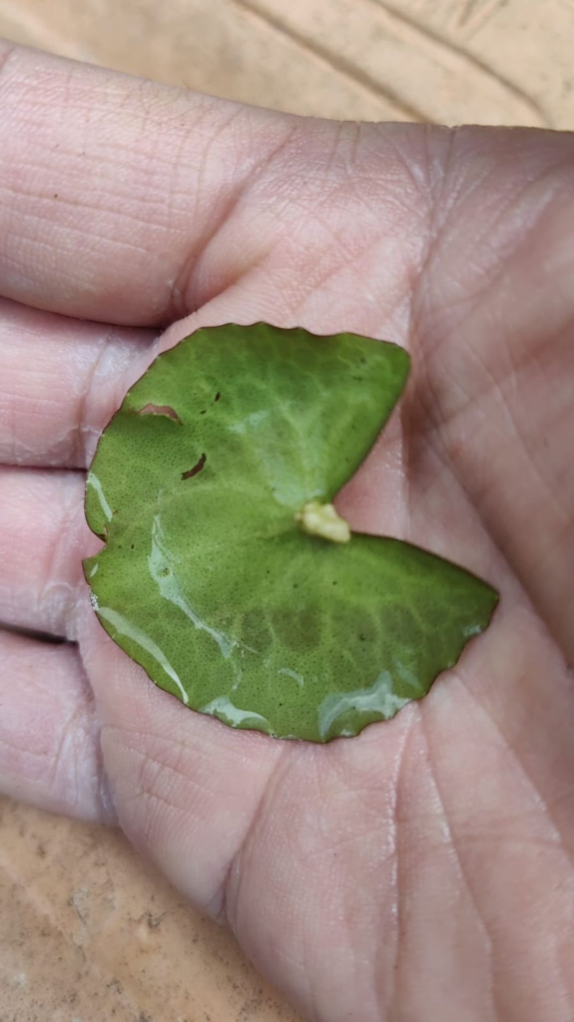 Nymphoides crenata Wavy marsh wort Aquatic plants