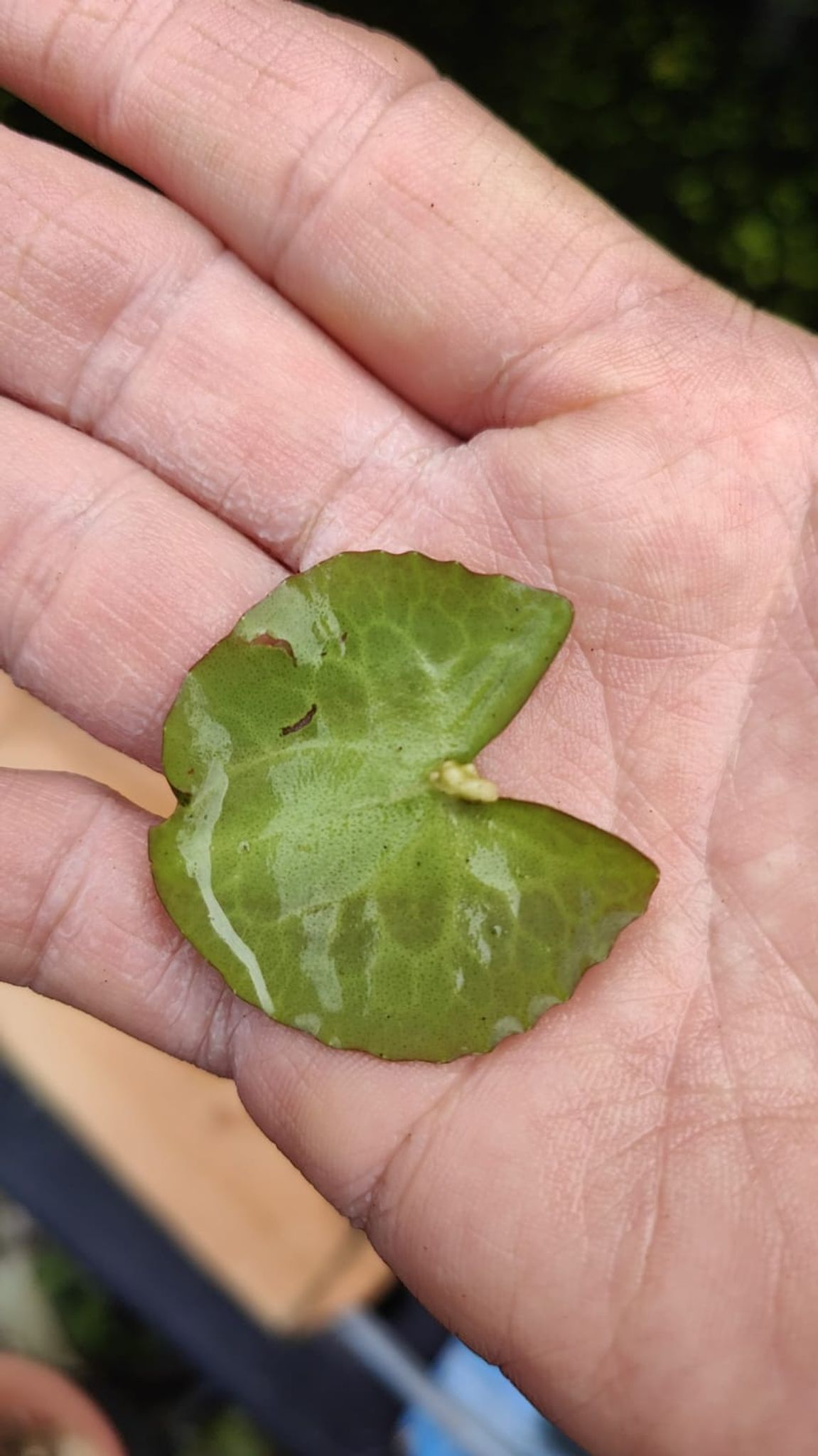 Nymphoides crenata Wavy marsh wort Aquatic plants