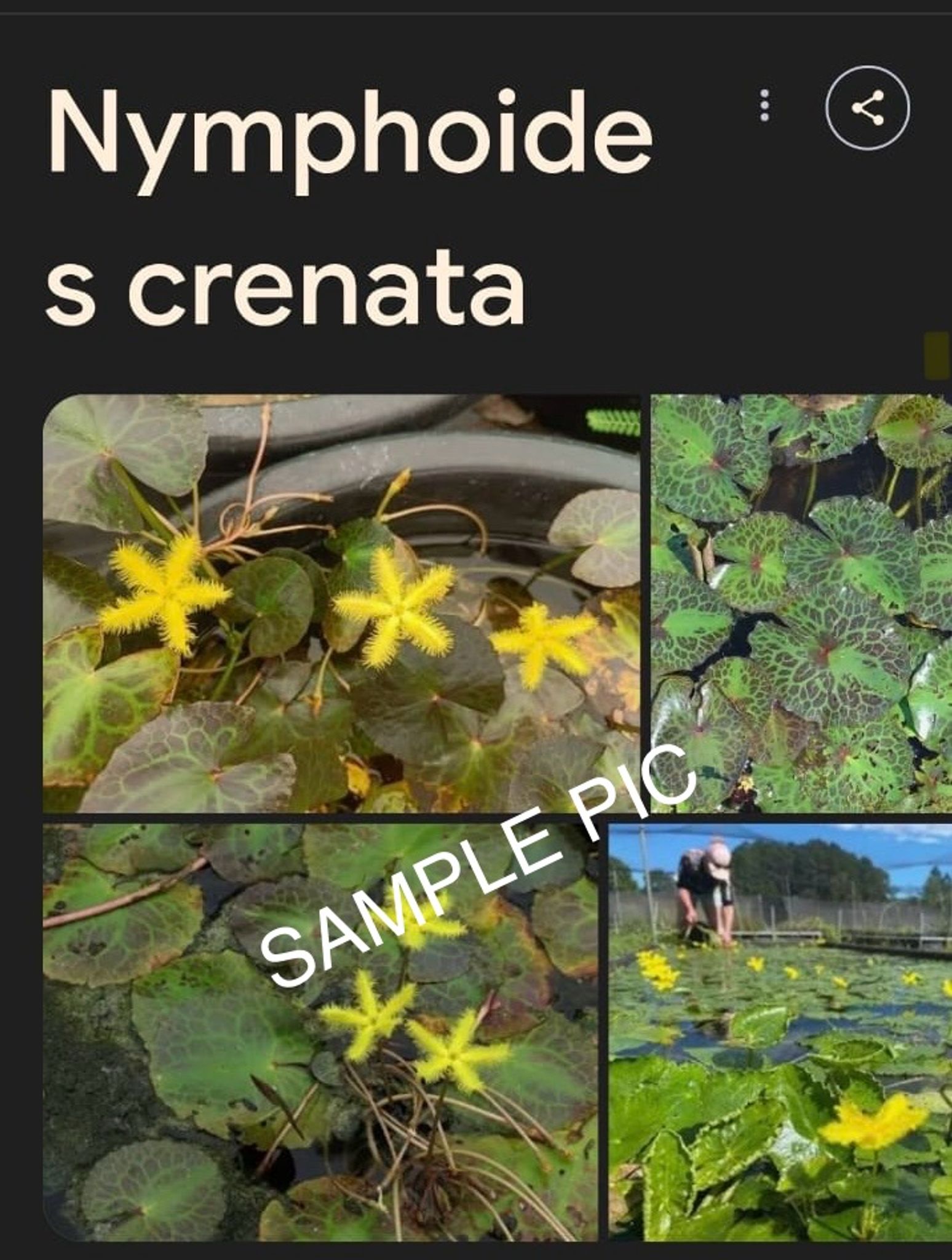 Nymphoides crenata Wavy marsh wort Aquatic plants