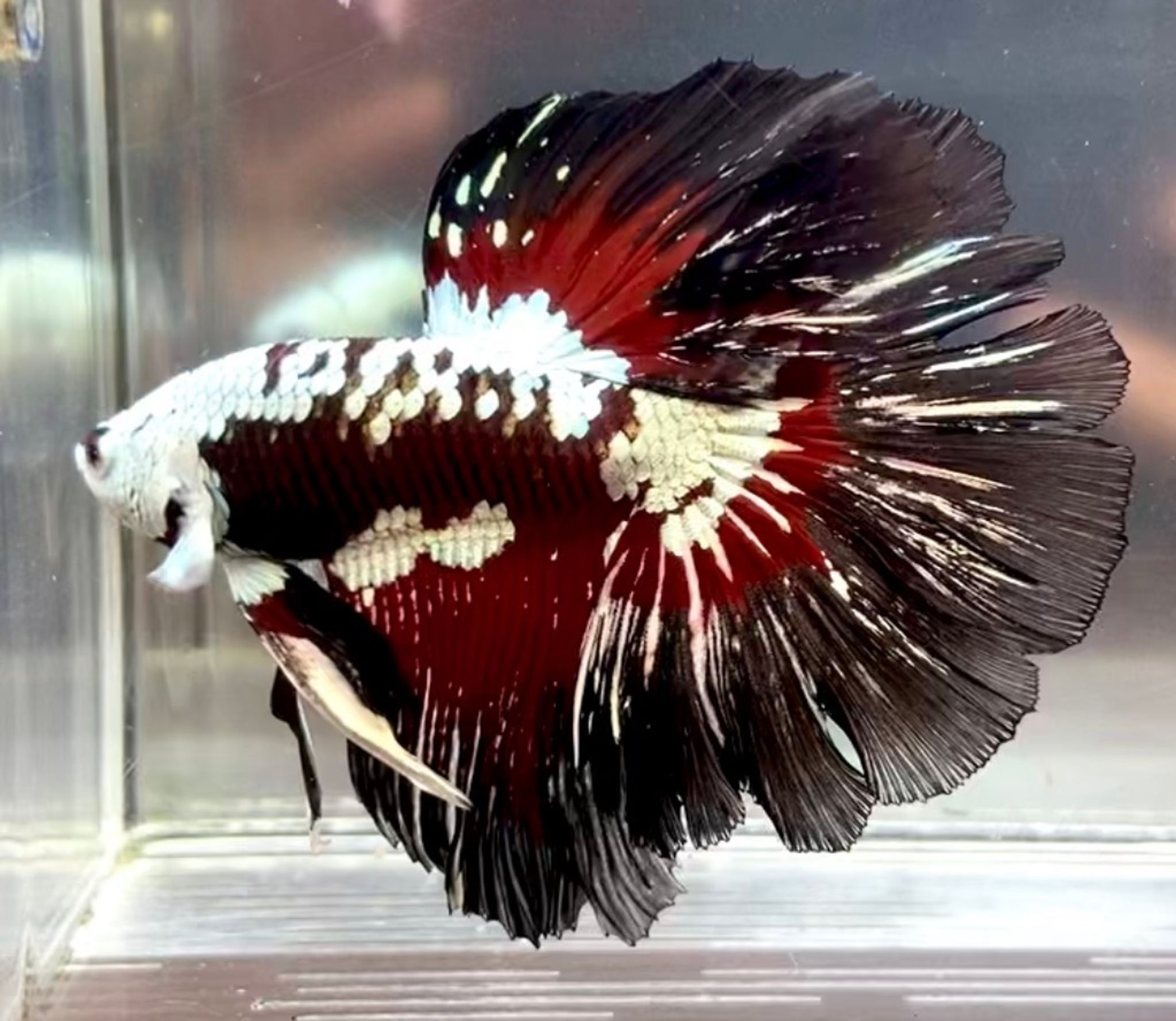 OHM BLACK VAMPIRE SAMURAI RARE