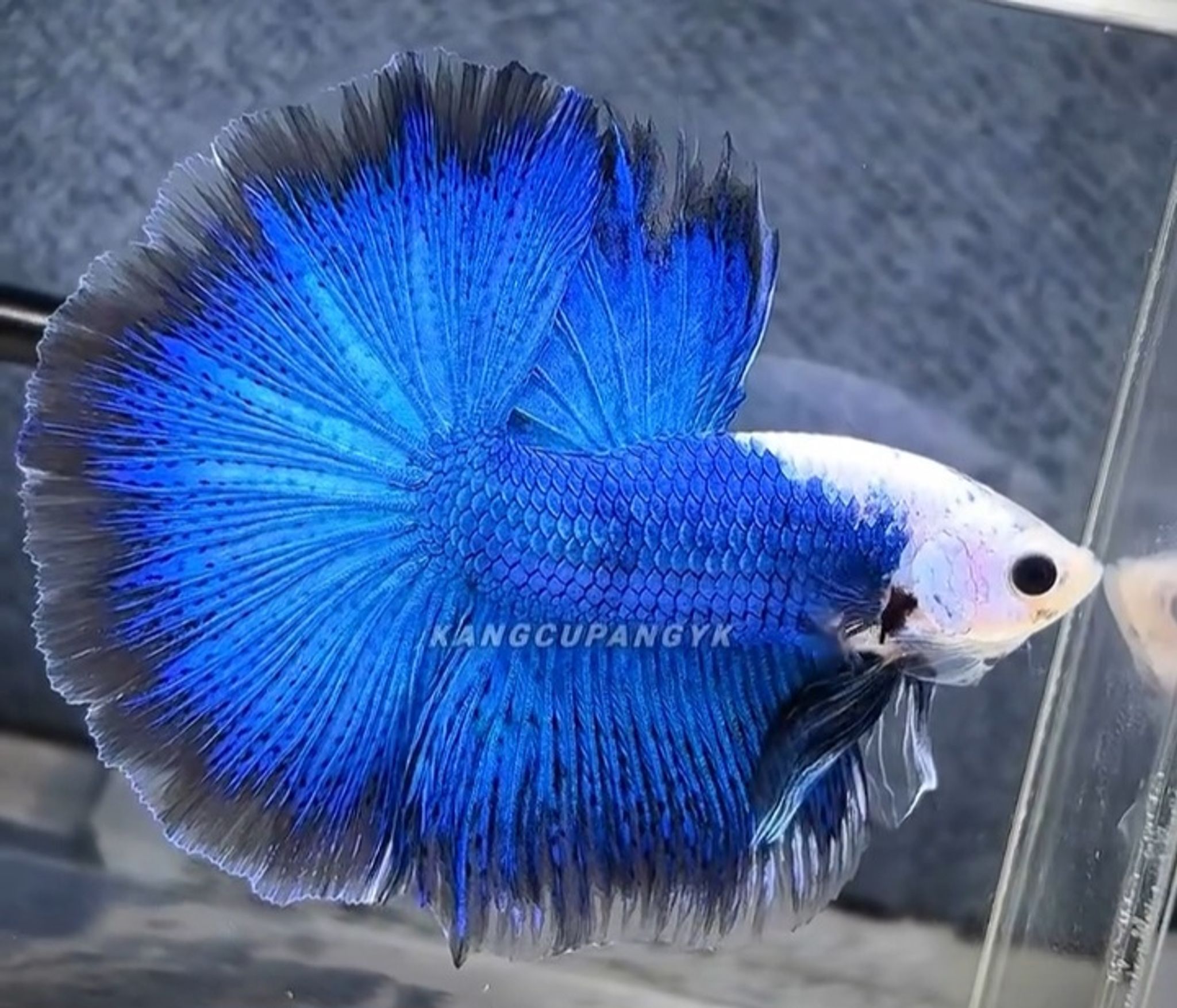 OHM Blue Panda