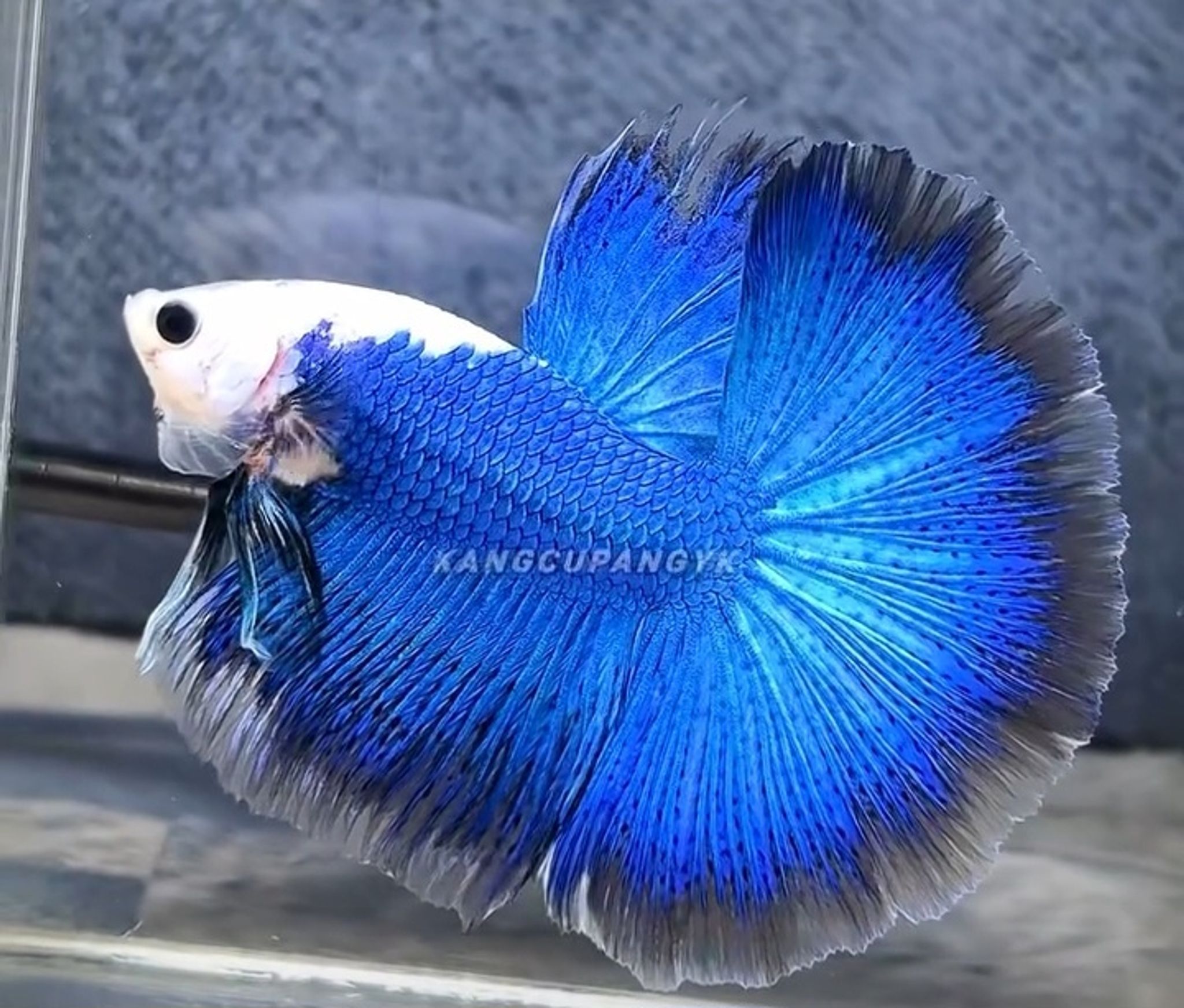 OHM Blue Panda