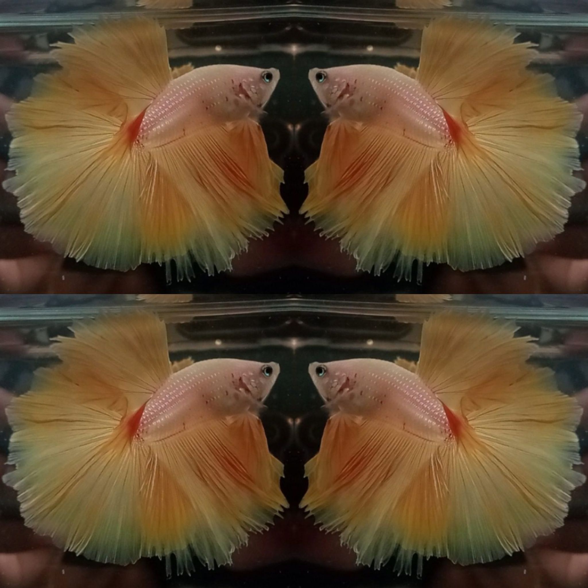 OHM Yellow
