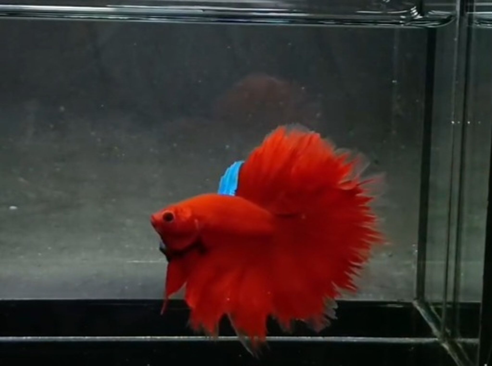 OHM super red(rosetail)