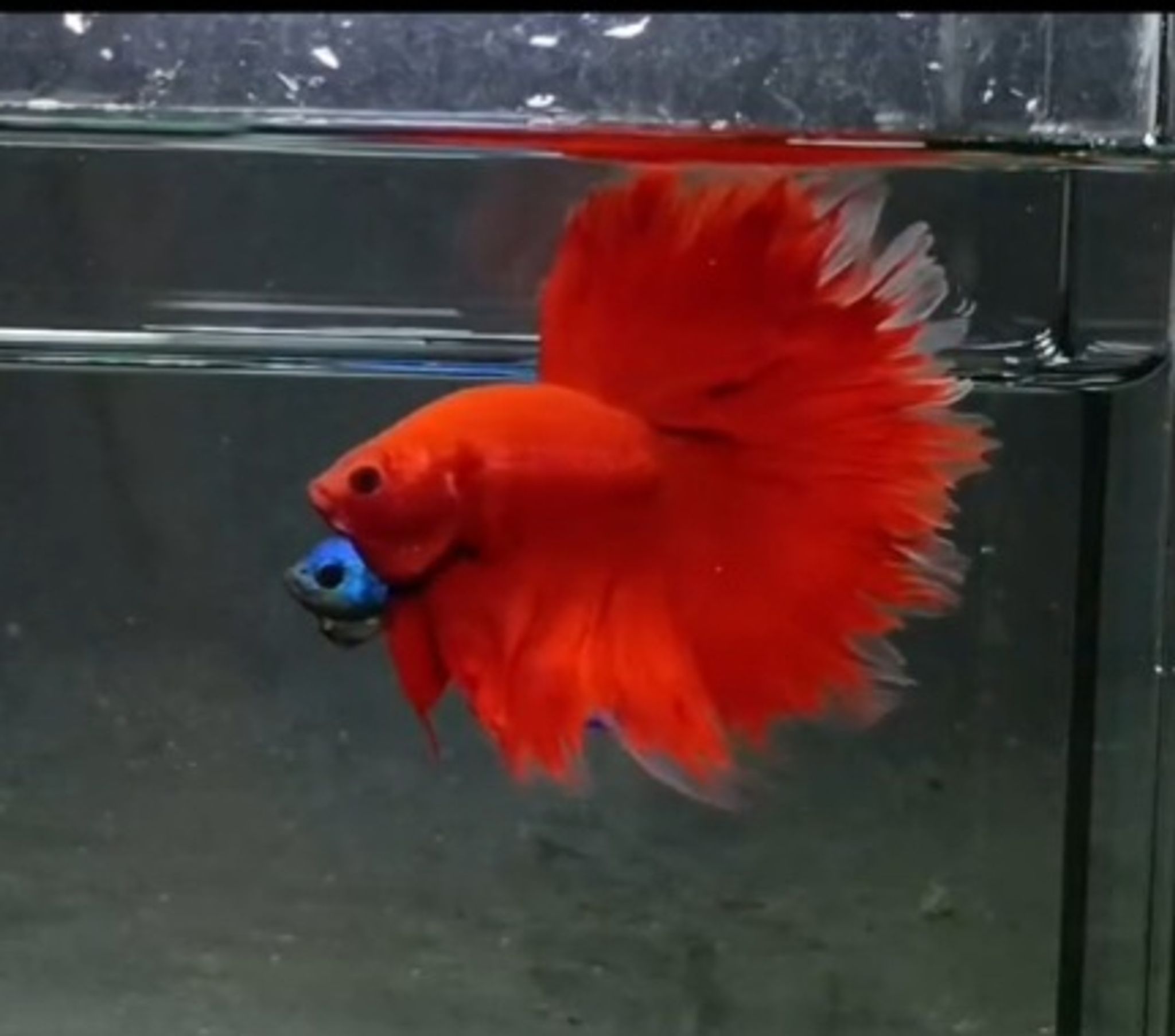 OHM super red(rosetail)
