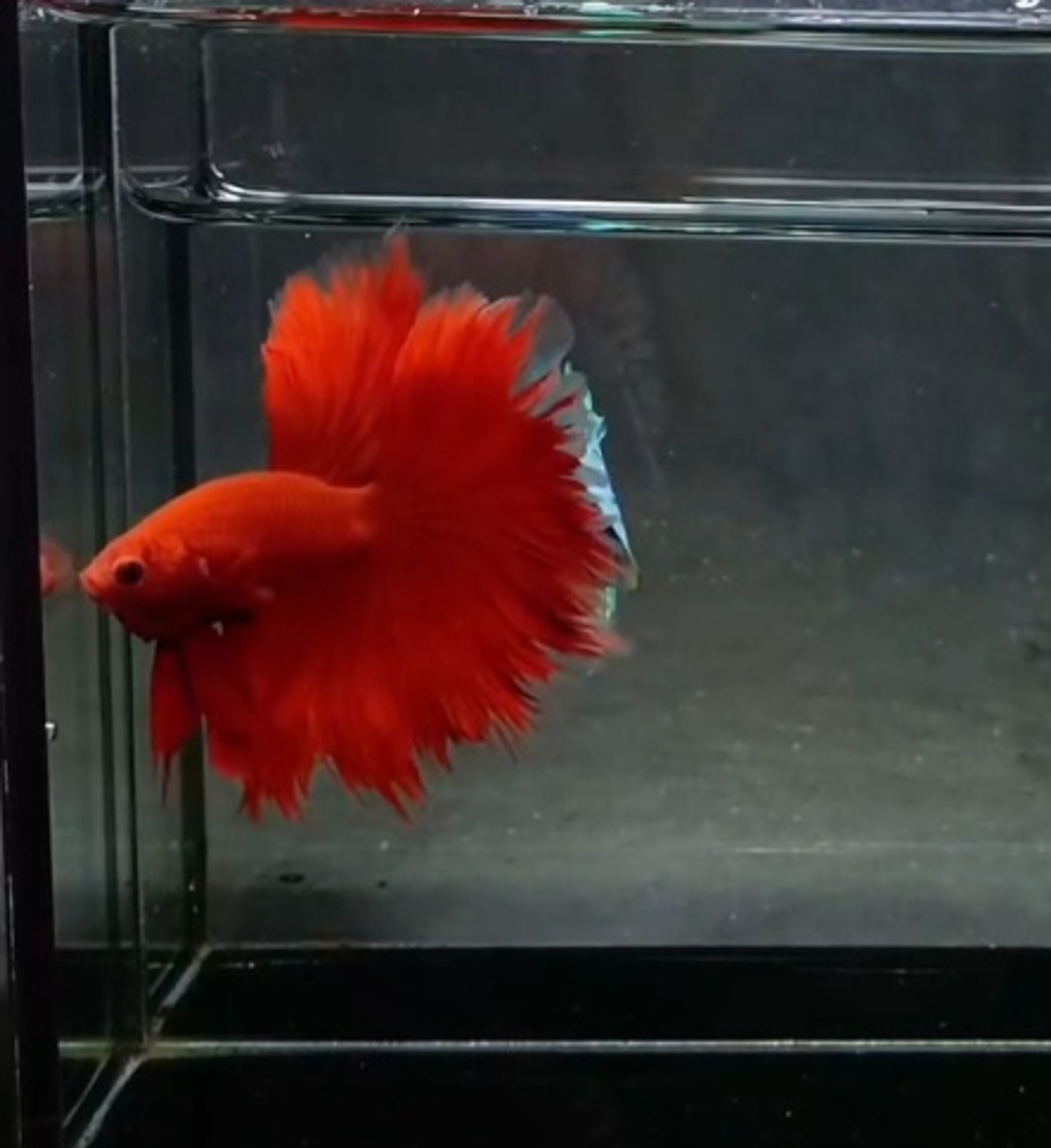 OHM super red(rosetail)