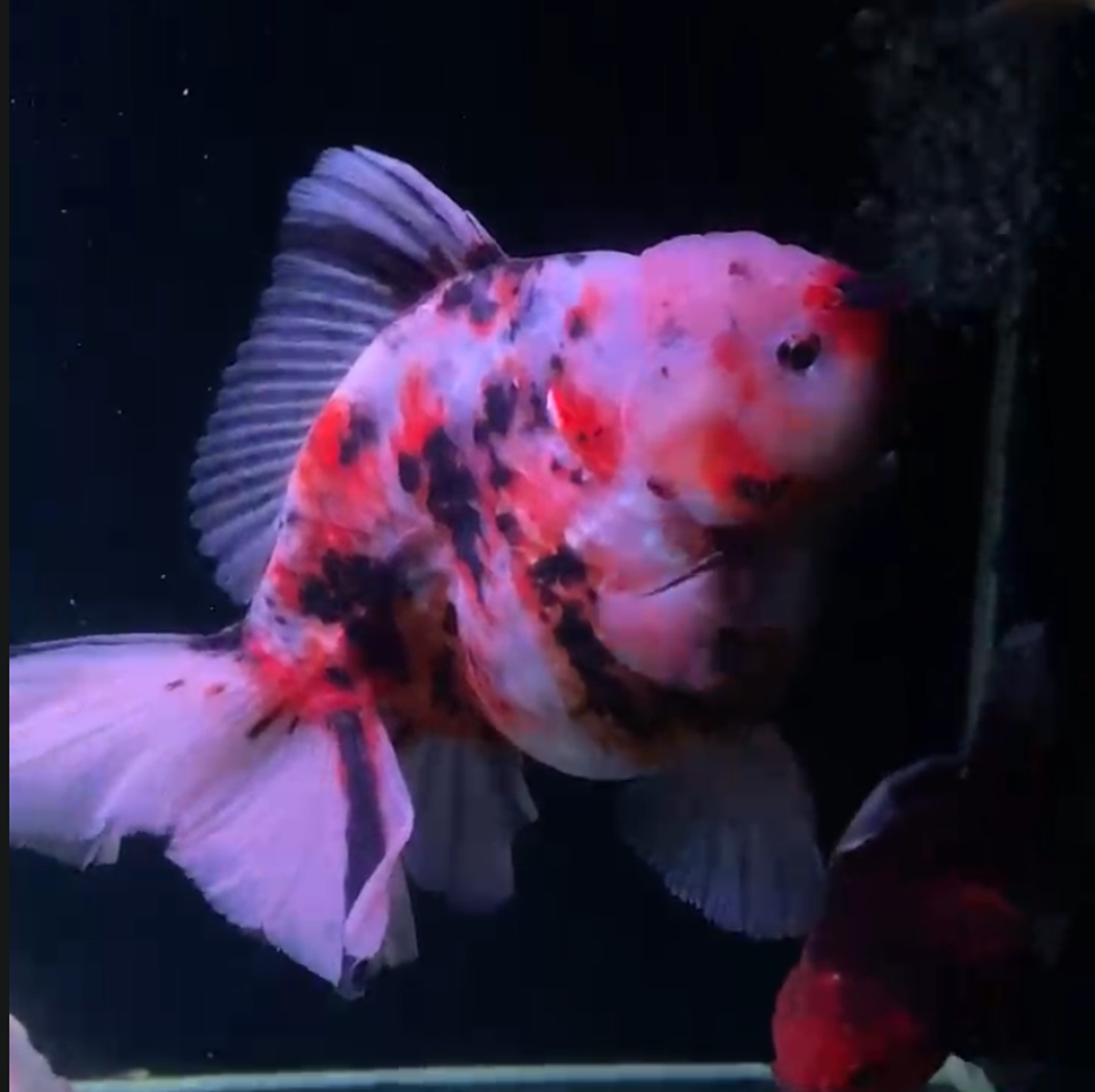 ORANDA LONGTAIL