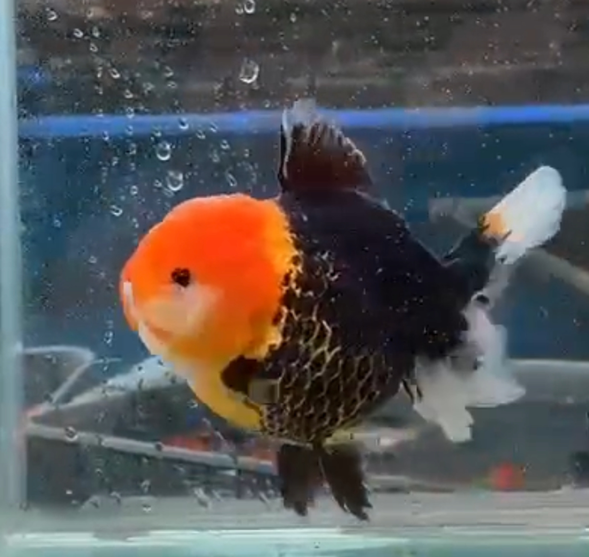 ORANDA PANDA SHORT TAIL