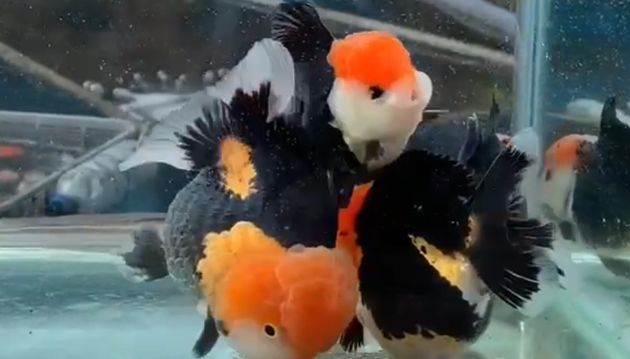 ORANDA PANDA SHORT TAIL