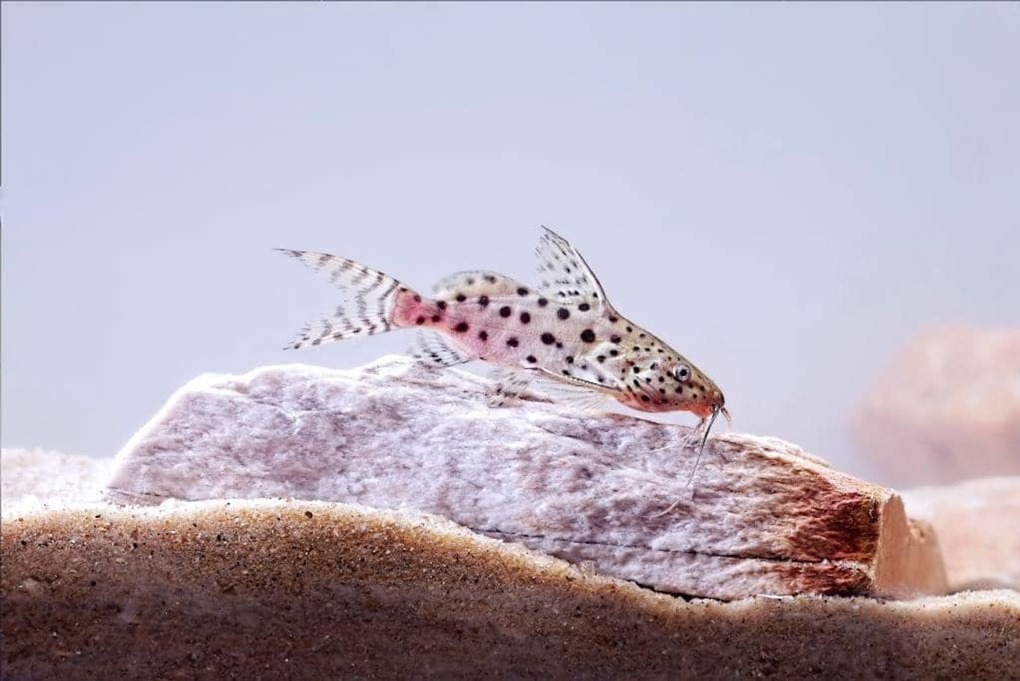 Occelifer synodontis (Synodontis occellatus)