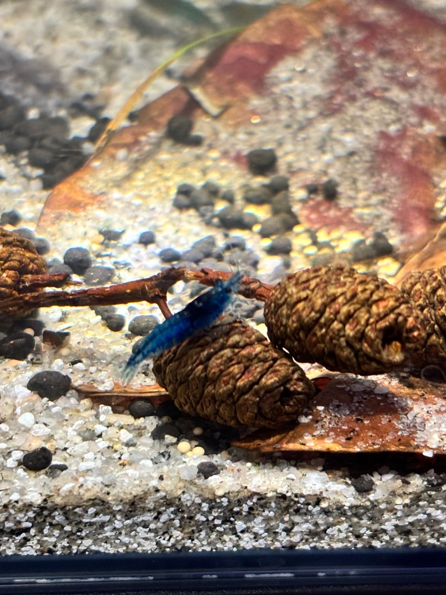 Ocean blue neocaridina
