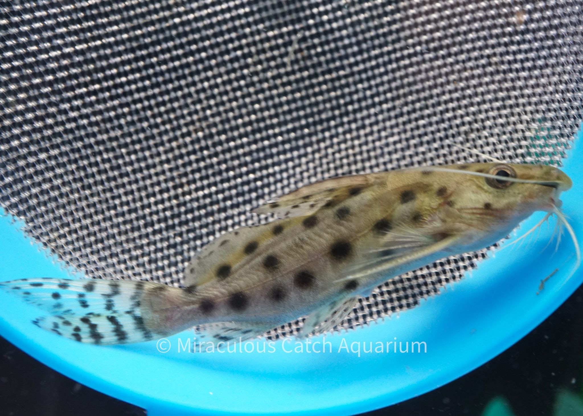 Ocellated Catfish