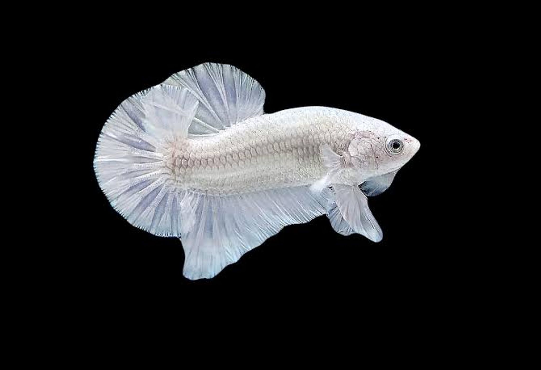 One pai giant Betta white platinum