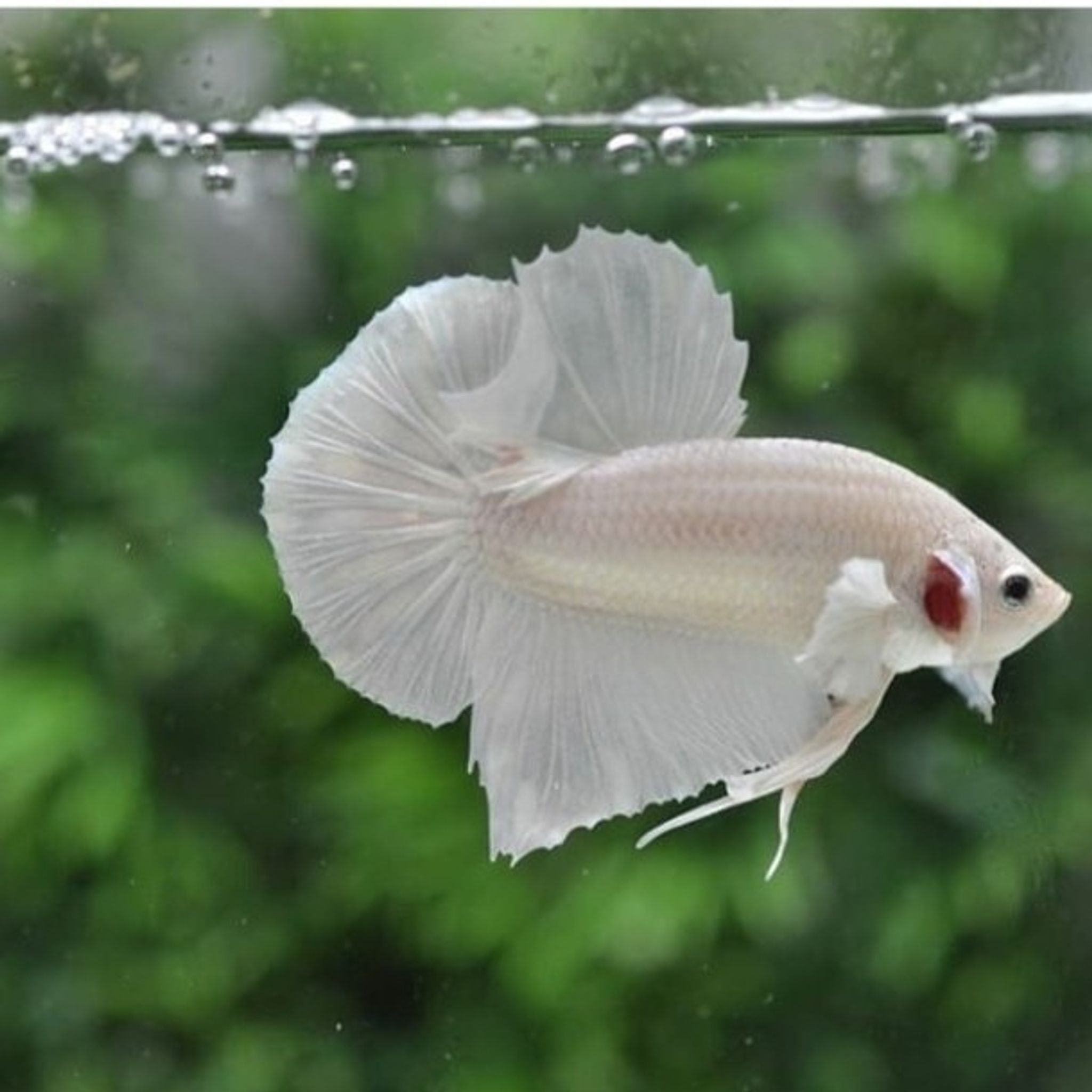 One pai giant Betta white platinum