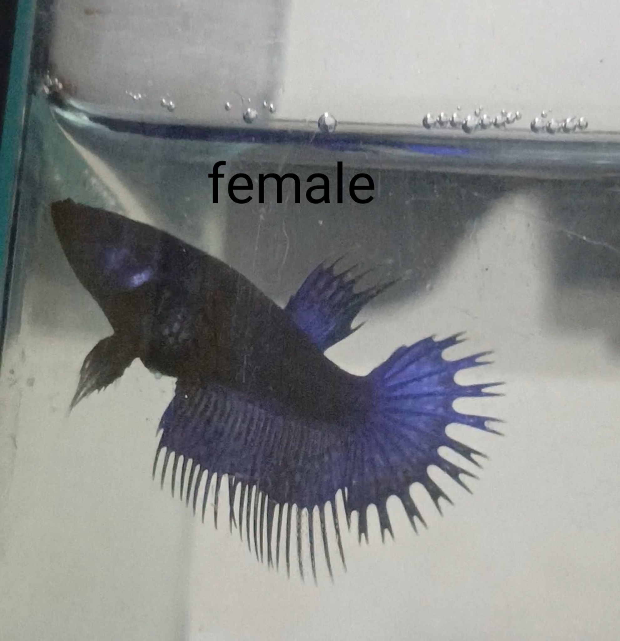 One pair Betta CROWNTAIL still BLUE 🔵