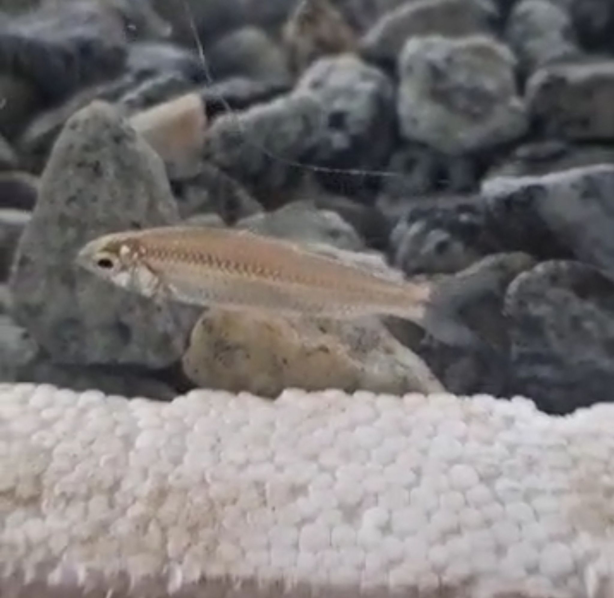 One-Line Tetra (Neolebias unifasciatus)
