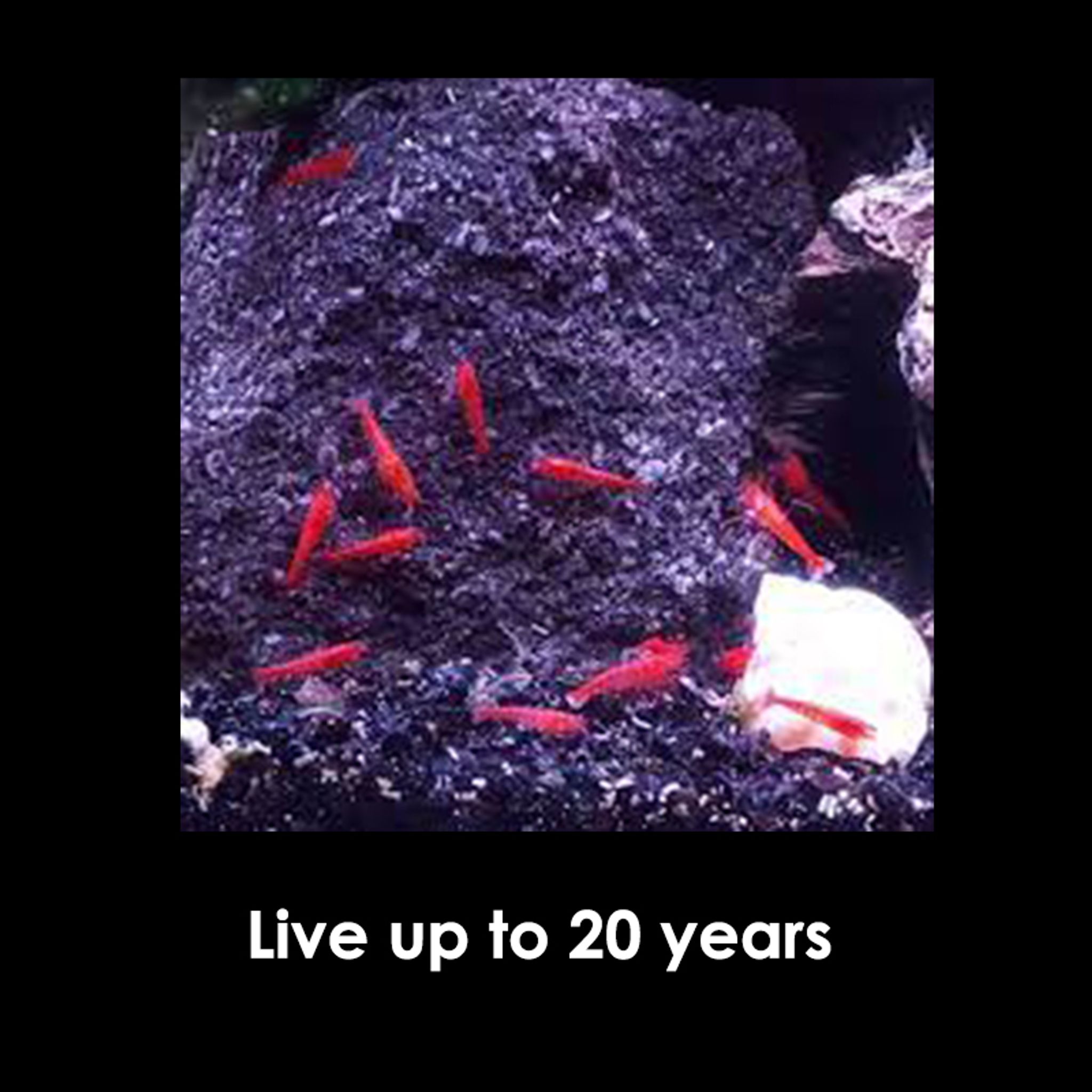 Opae Ula shrimp,Hawaiian Super Shrimp,Volcano Shrimp