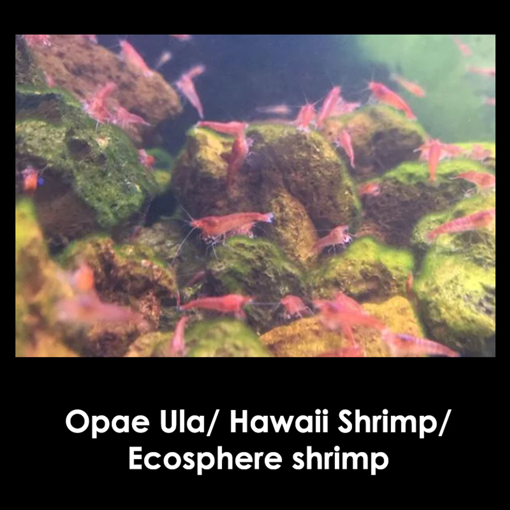 Opae Ula shrimp,Hawaiian Super Shrimp,Volcano Shrimp
