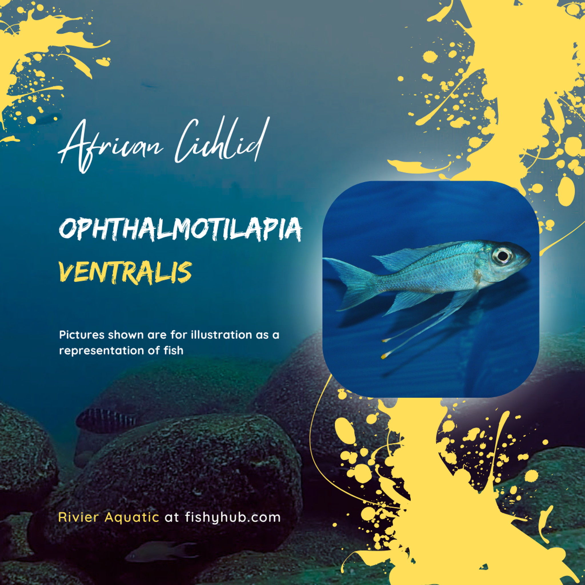 Blue Gold-Tip Cichlid (Ophthalmotilapia Ventralis)