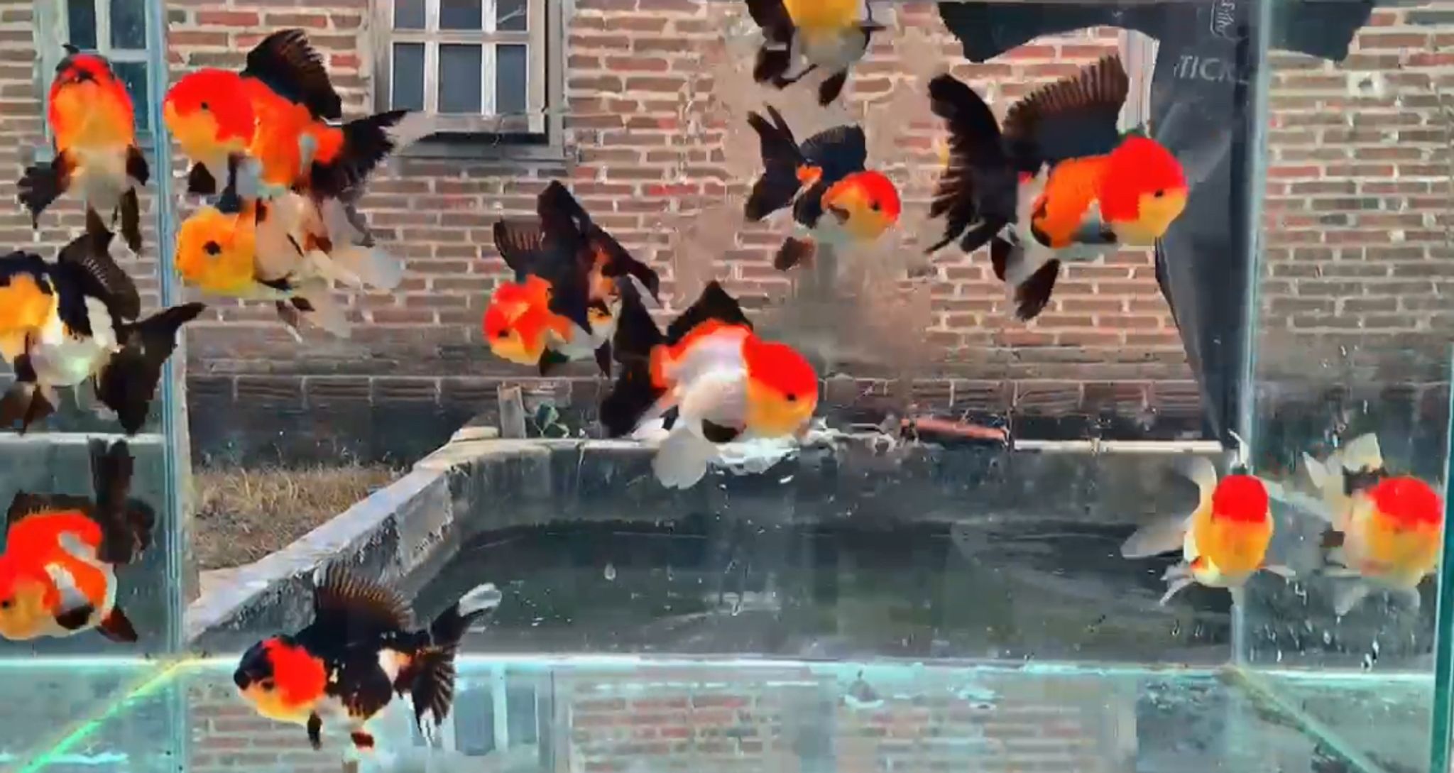 Oranda Tancho Panda Goldfish