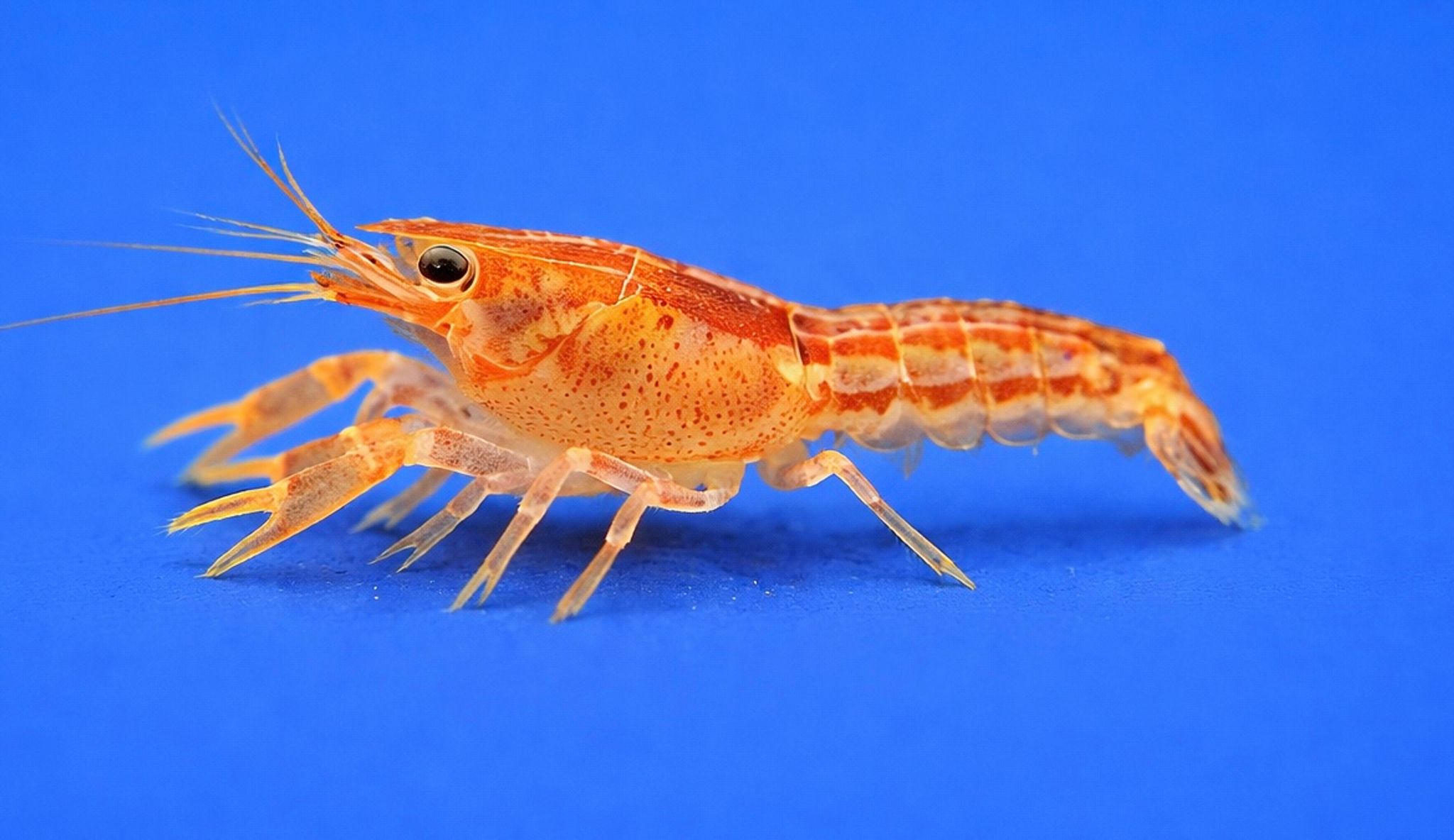 Orange Mexican Dwarf Crayfish