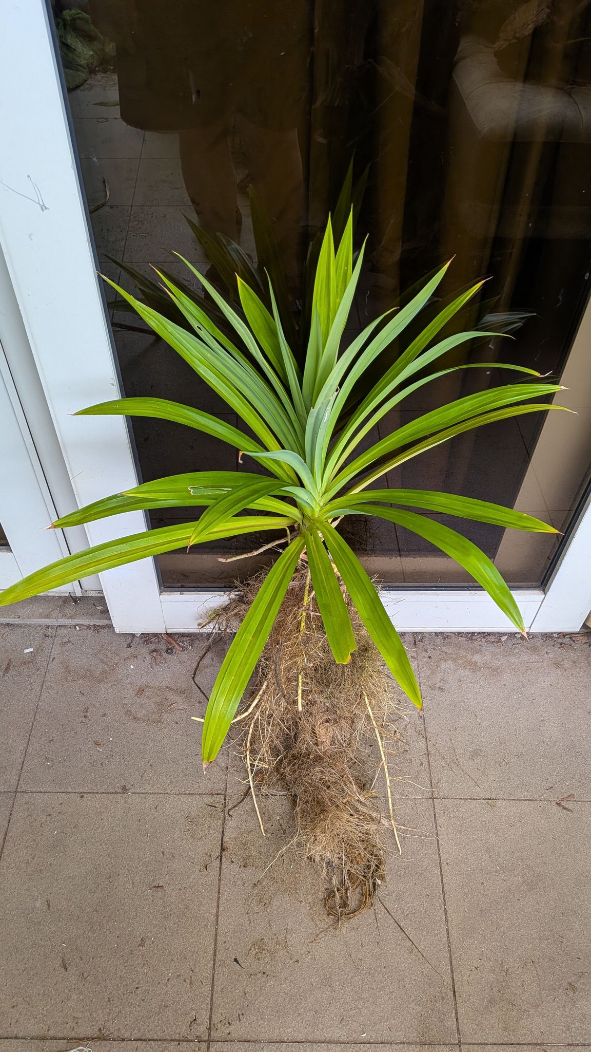 Organic pandan plant (fragrant)